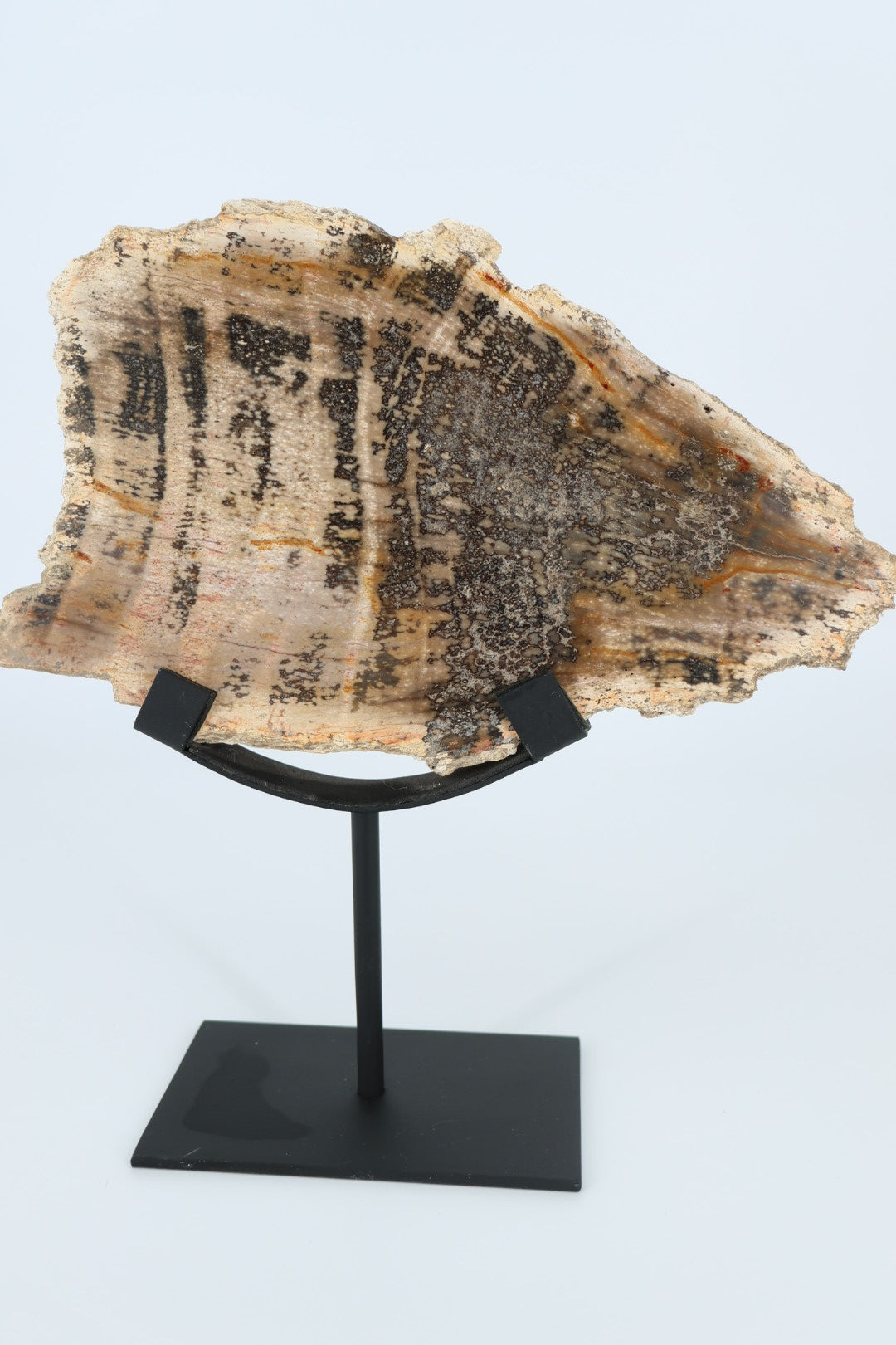 Versteend hout op standaard – Indonesië - 1.366 kg