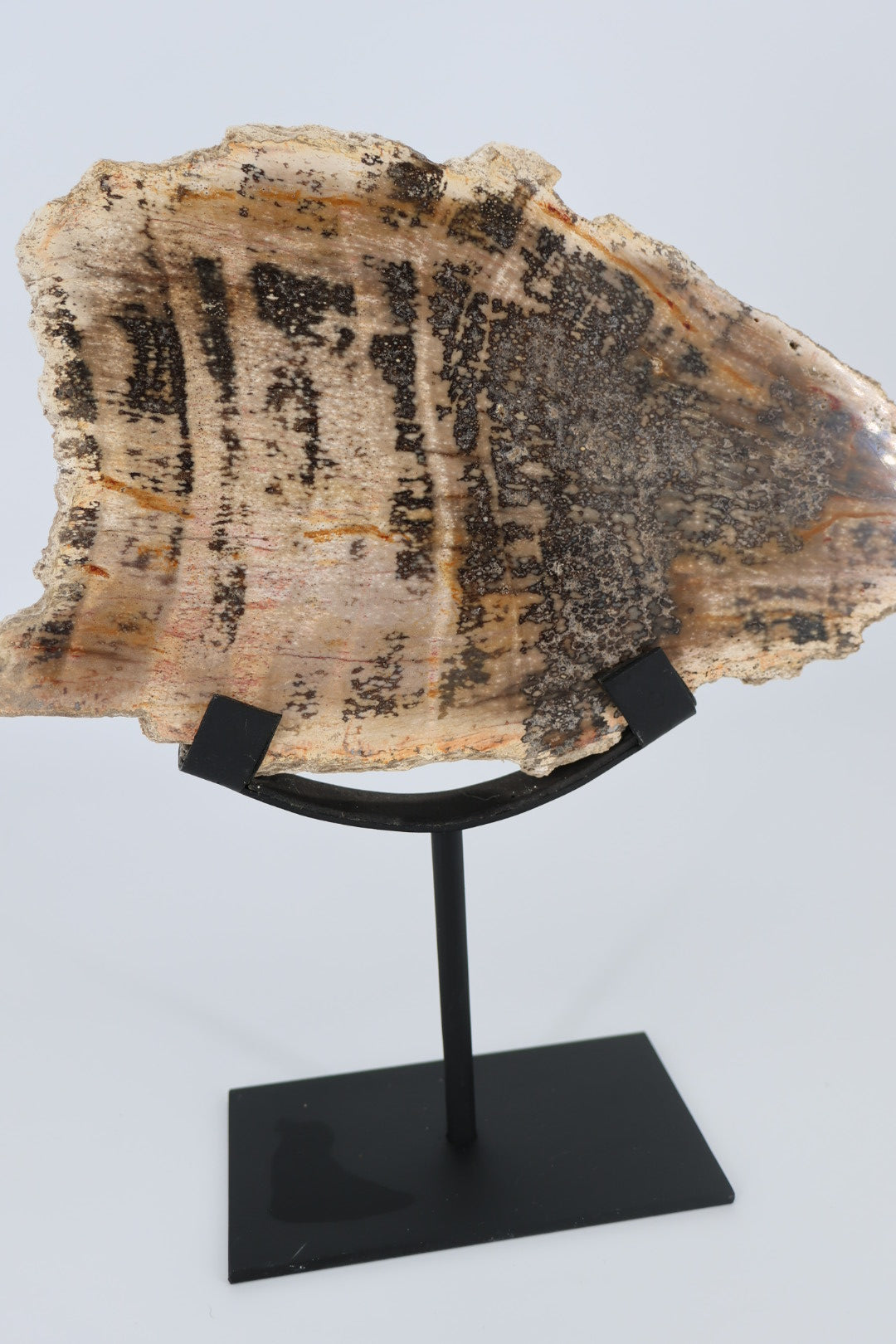 Versteend hout op standaard – Indonesië - 1.366 kg