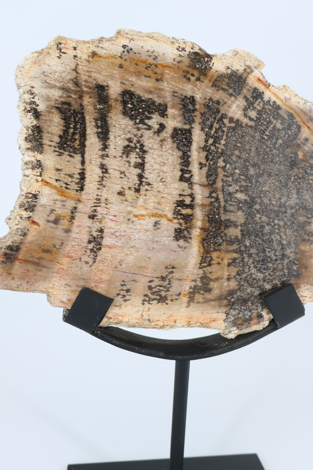 Versteend hout op standaard – Indonesië - 1.366 kg