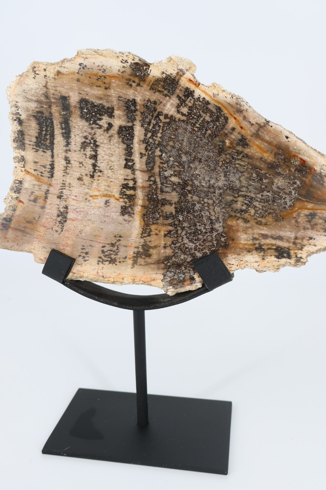 Versteend hout op standaard – Indonesië - 1.366 kg