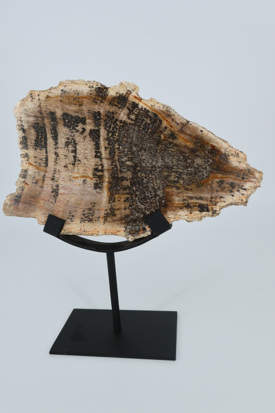 Versteend hout op standaard – Indonesië - 1.366 kg