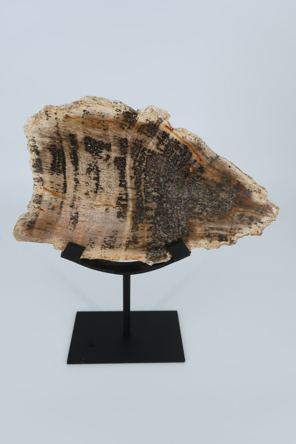 Versteinertes Holz auf Sockel – Indonesien – 1.366 kg von KEY LIME STORE