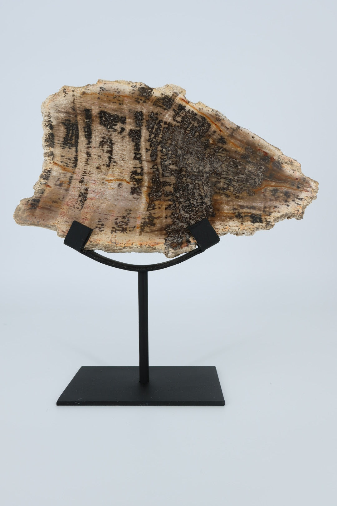 Versteend hout op standaard – Indonesië - 1.366 kg