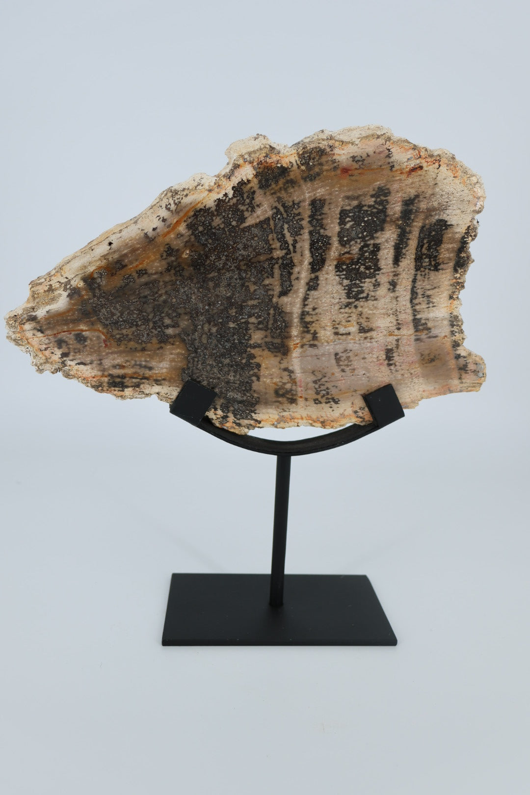 Versteend hout op standaard – Indonesië - 1.366 kg