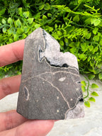 A hand is holding a piece of rock with a unique, jagged pattern, set against a background of green foliage.