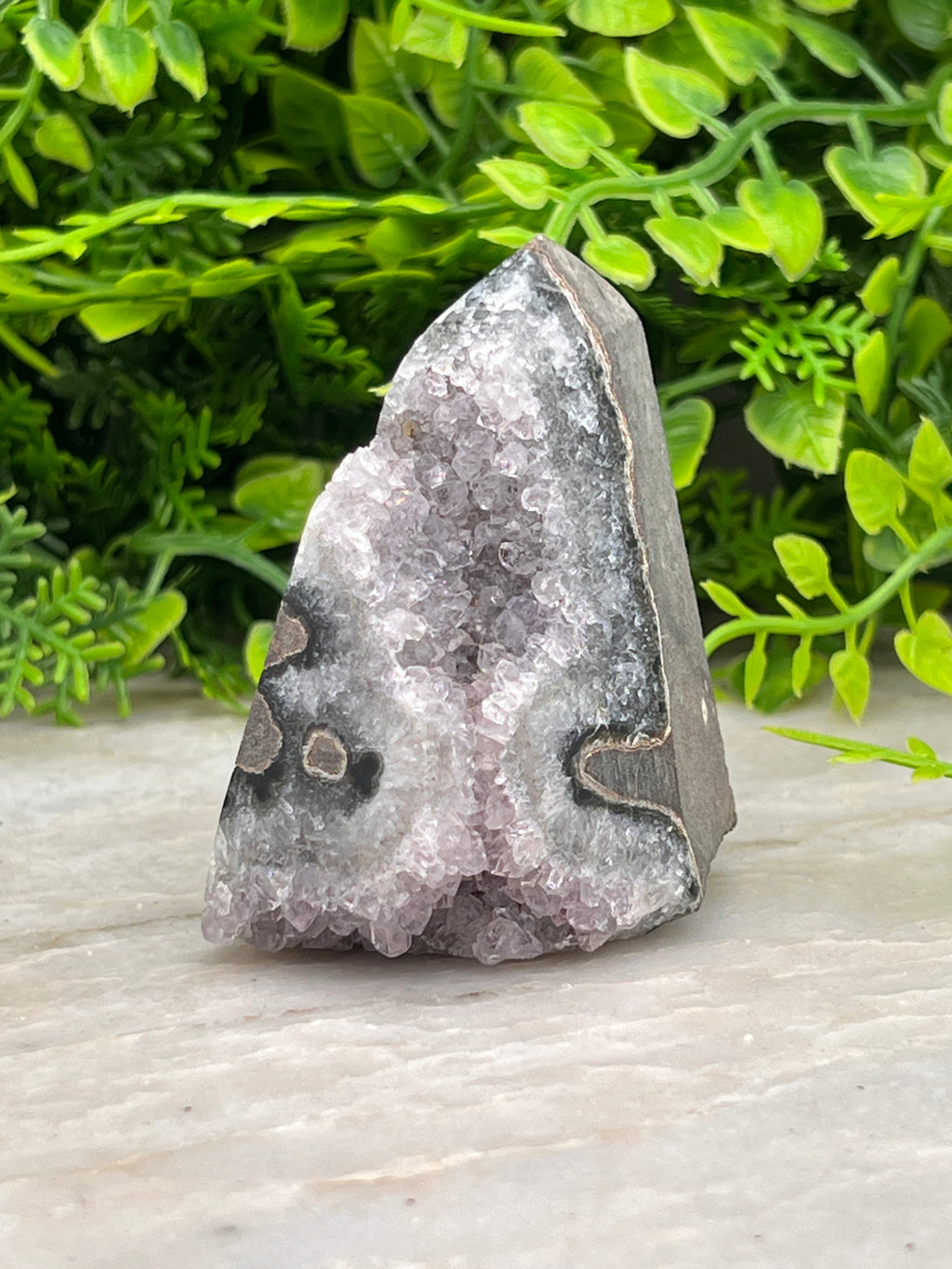 A piece of amethyst geode with a dark gray base and light purple crystals sits on a white surface, surrounded by green foliage.