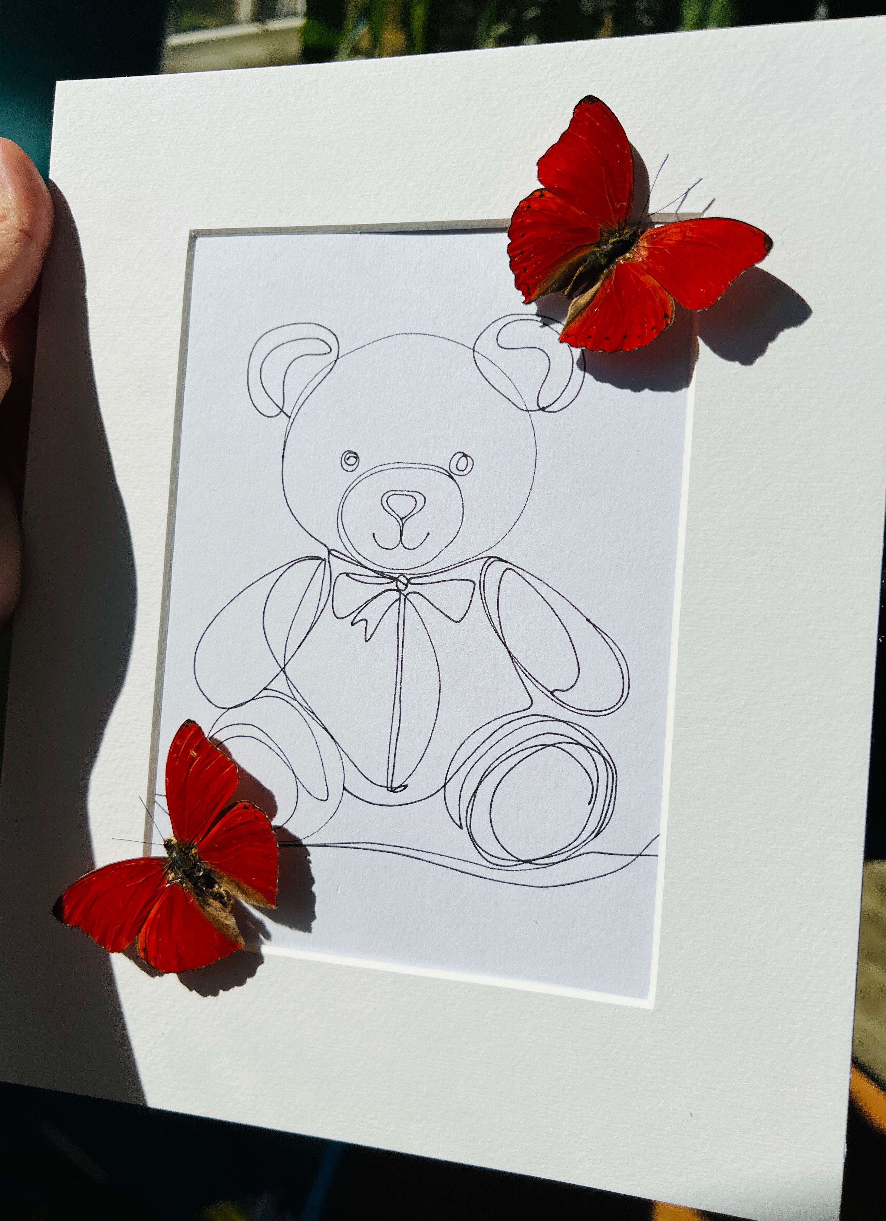 Cymothoe Sangaris met echte tekening in lijst