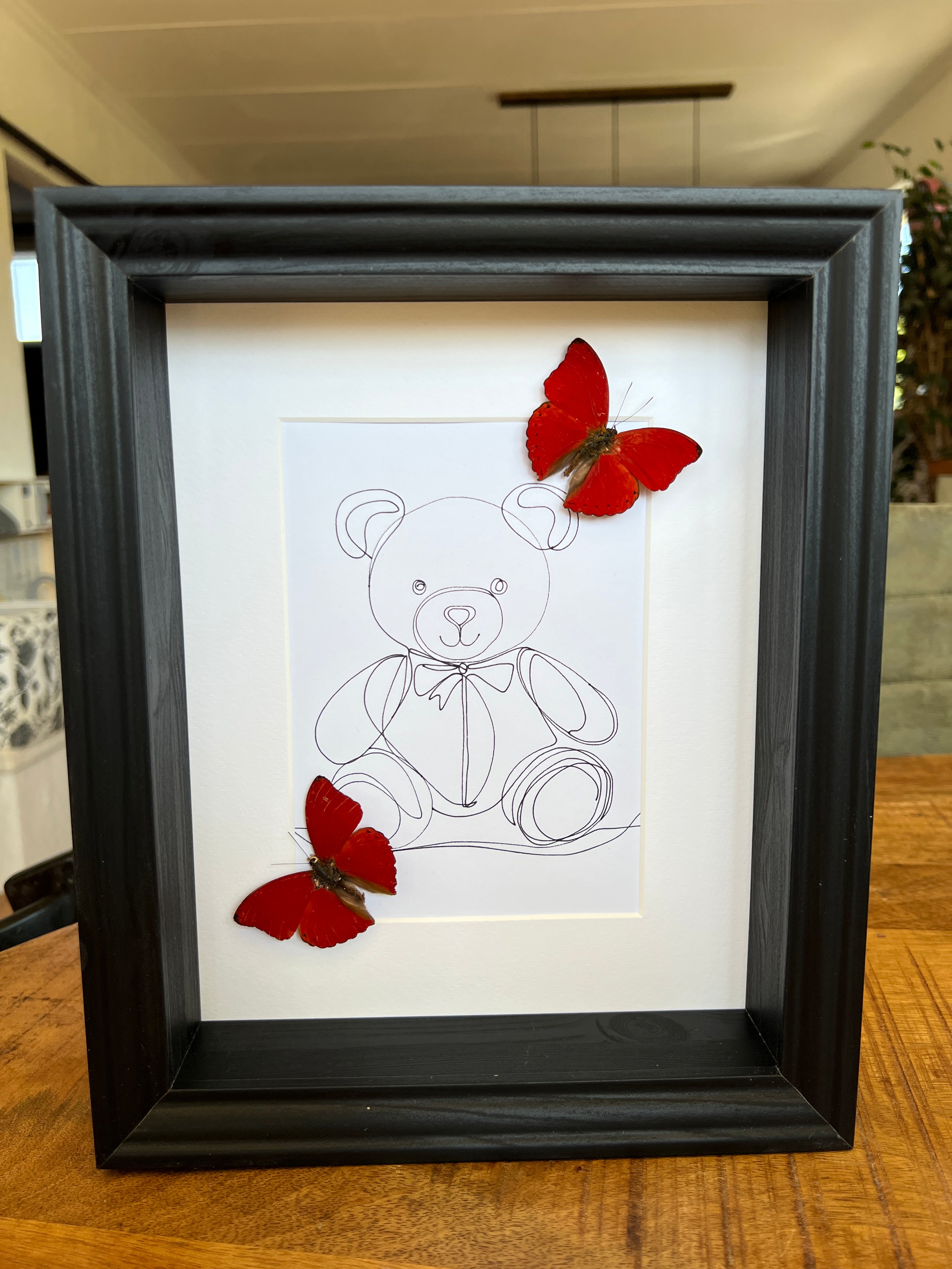 Cymothoe Sangaris met echte tekening in lijst