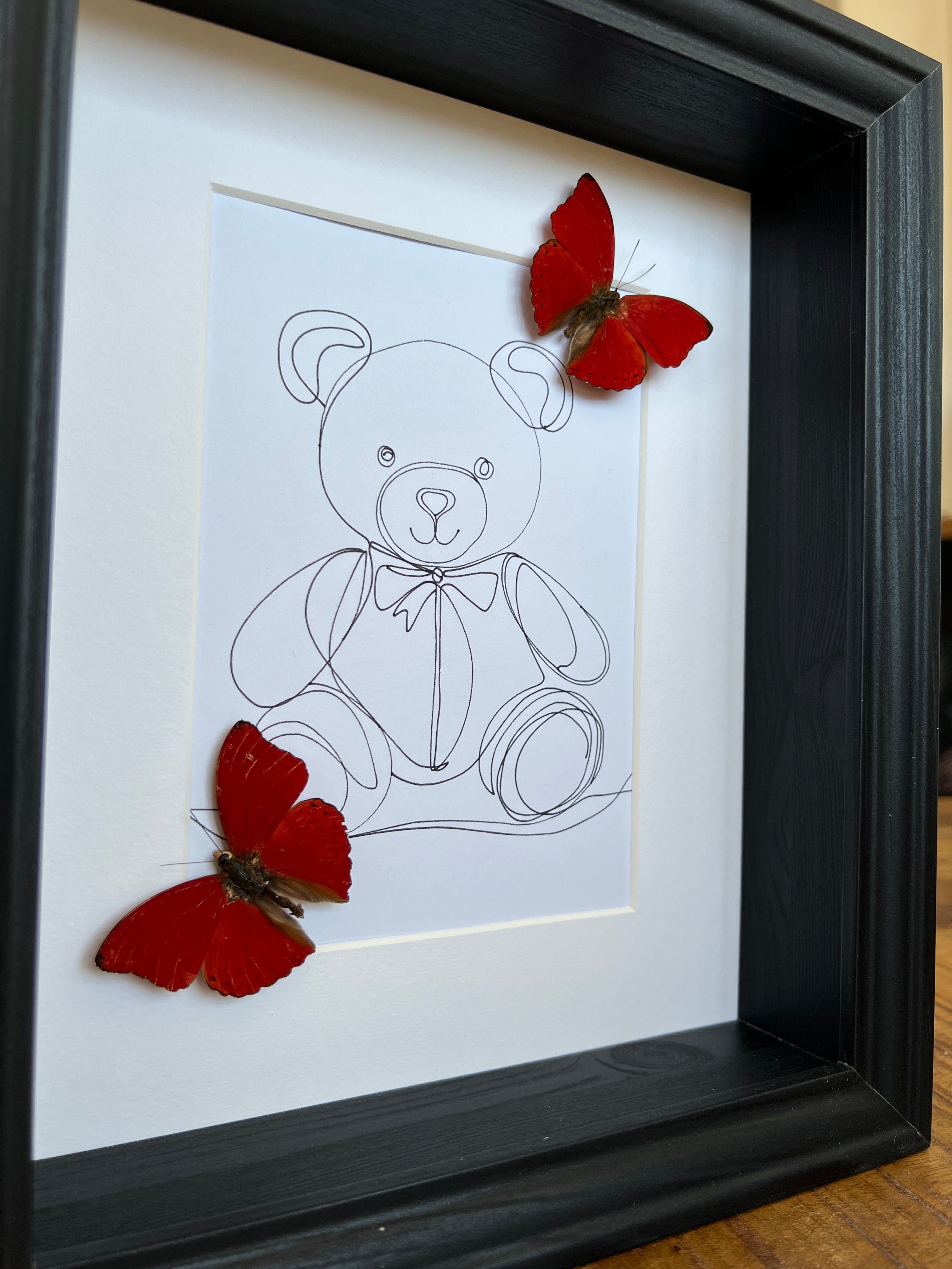 Cymothoe Sangaris met echte tekening in lijst