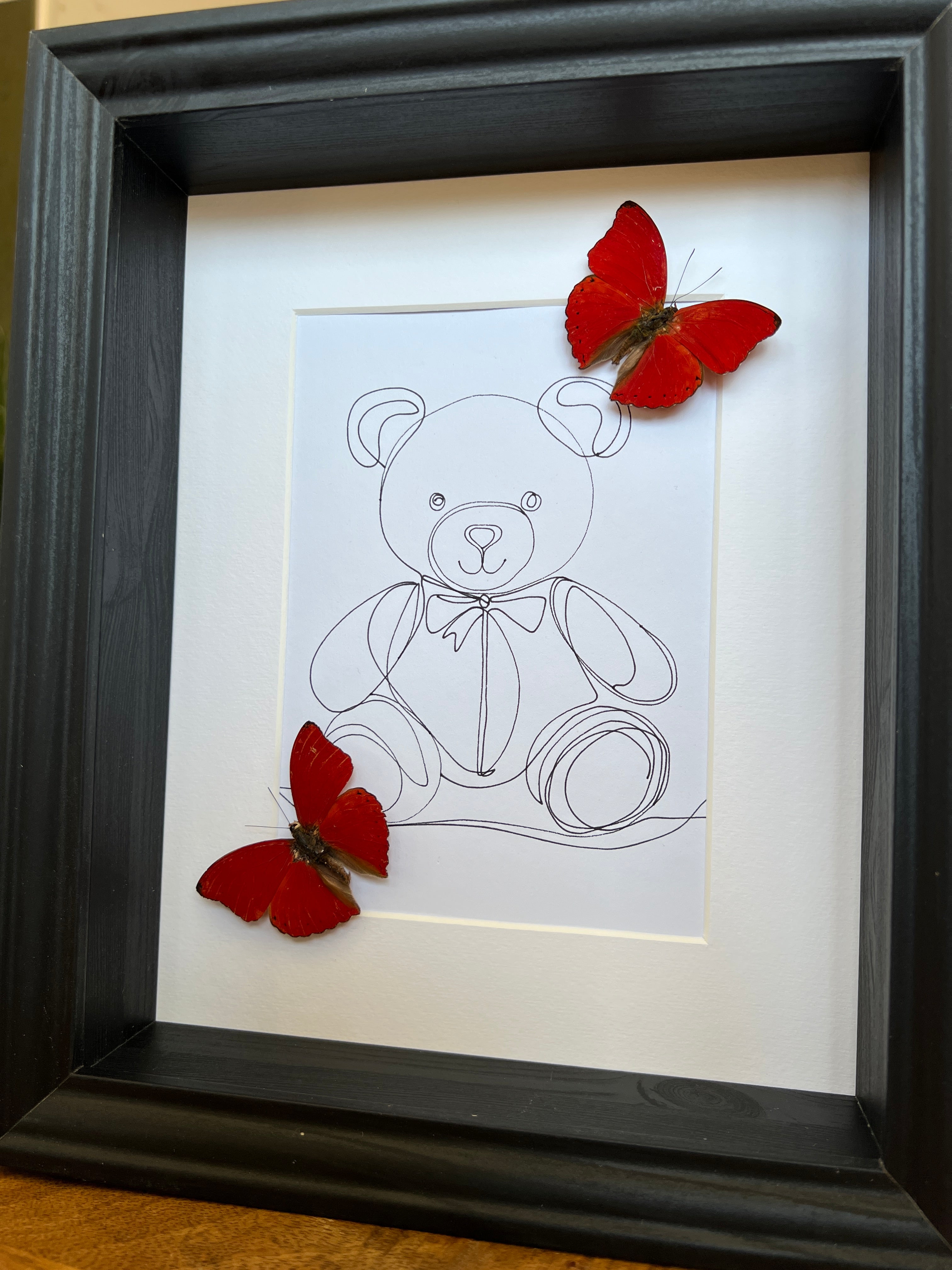 Cymothoe Sangaris met echte tekening in lijst