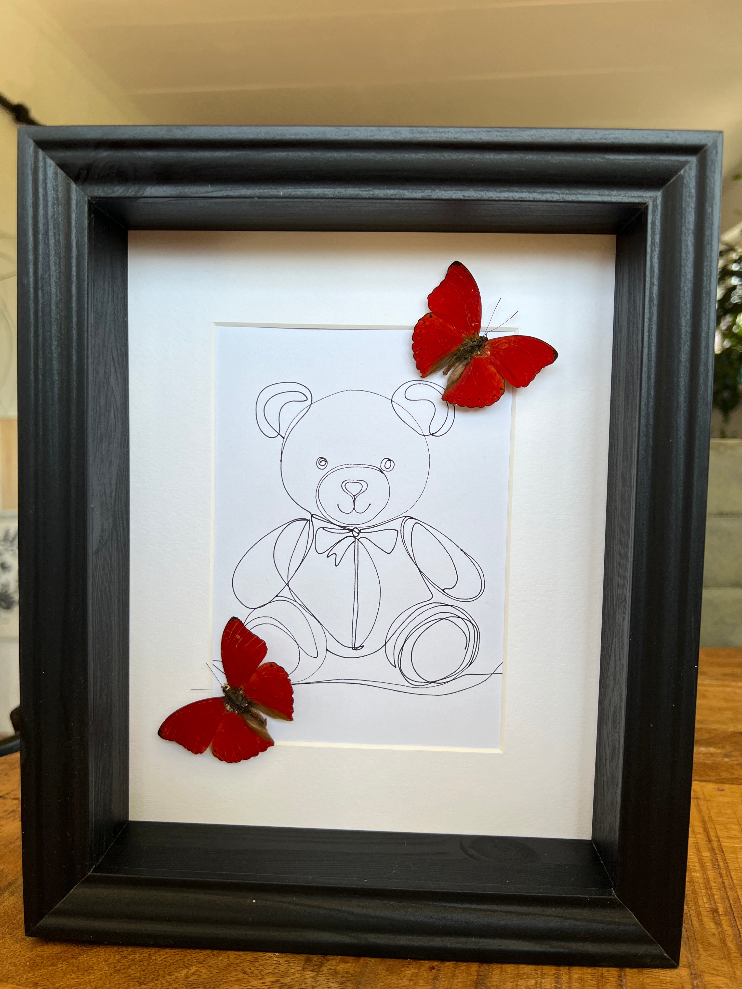 Cymothoe Sangaris met echte tekening in lijst