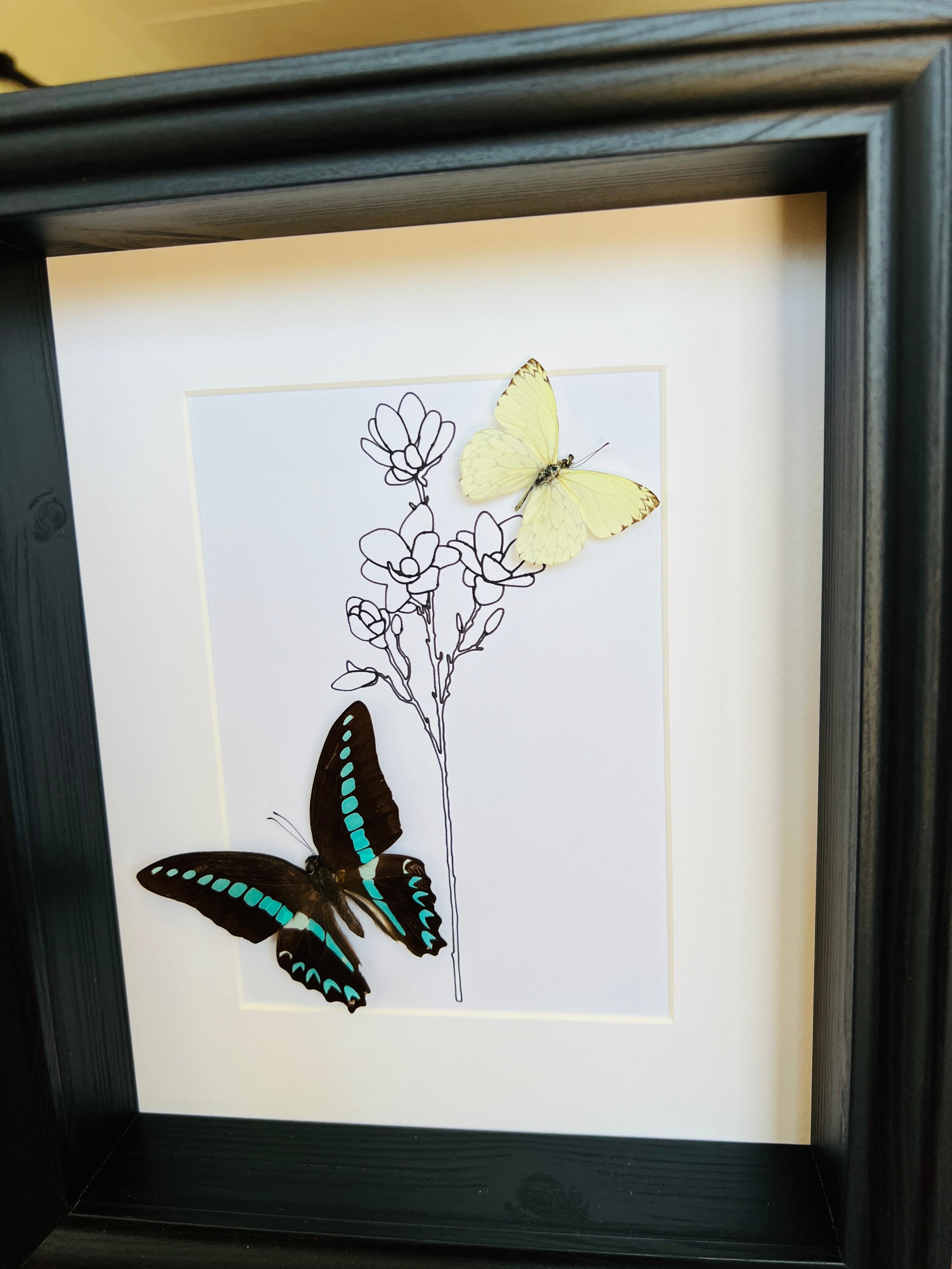 Graphium Sarpedon en Ascia met echte tekening in lijst