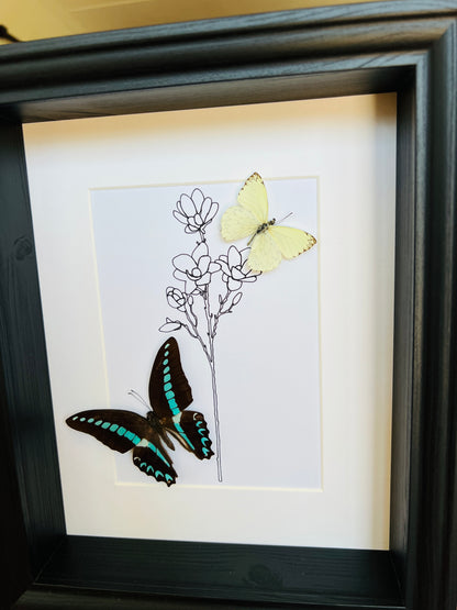 Graphium Sarpedon and Ascia with real drawing in frame