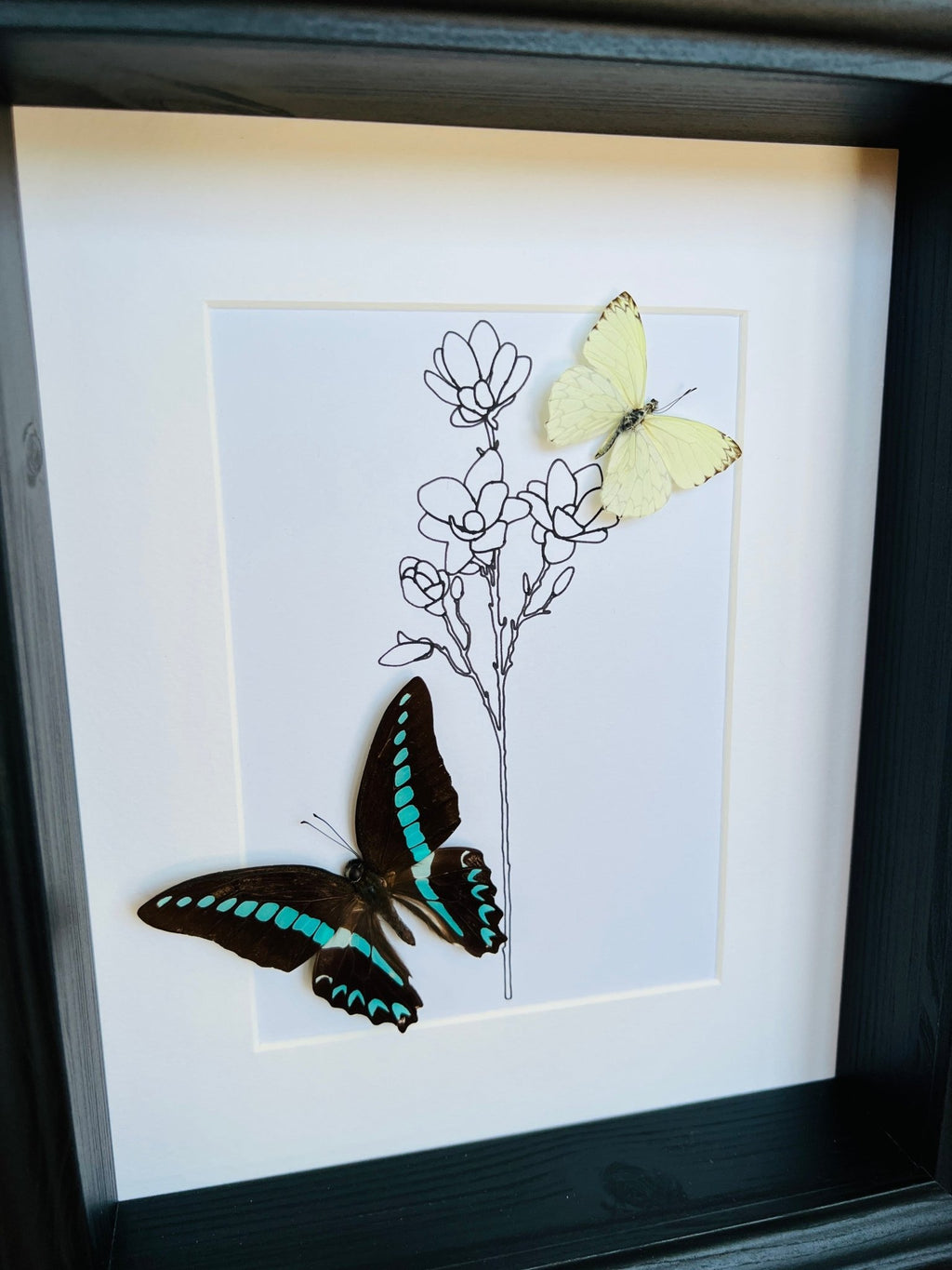 Graphium Sarpedon und Ascia mit originaler Zeichnung im Rahmen von KEY LIME STORE