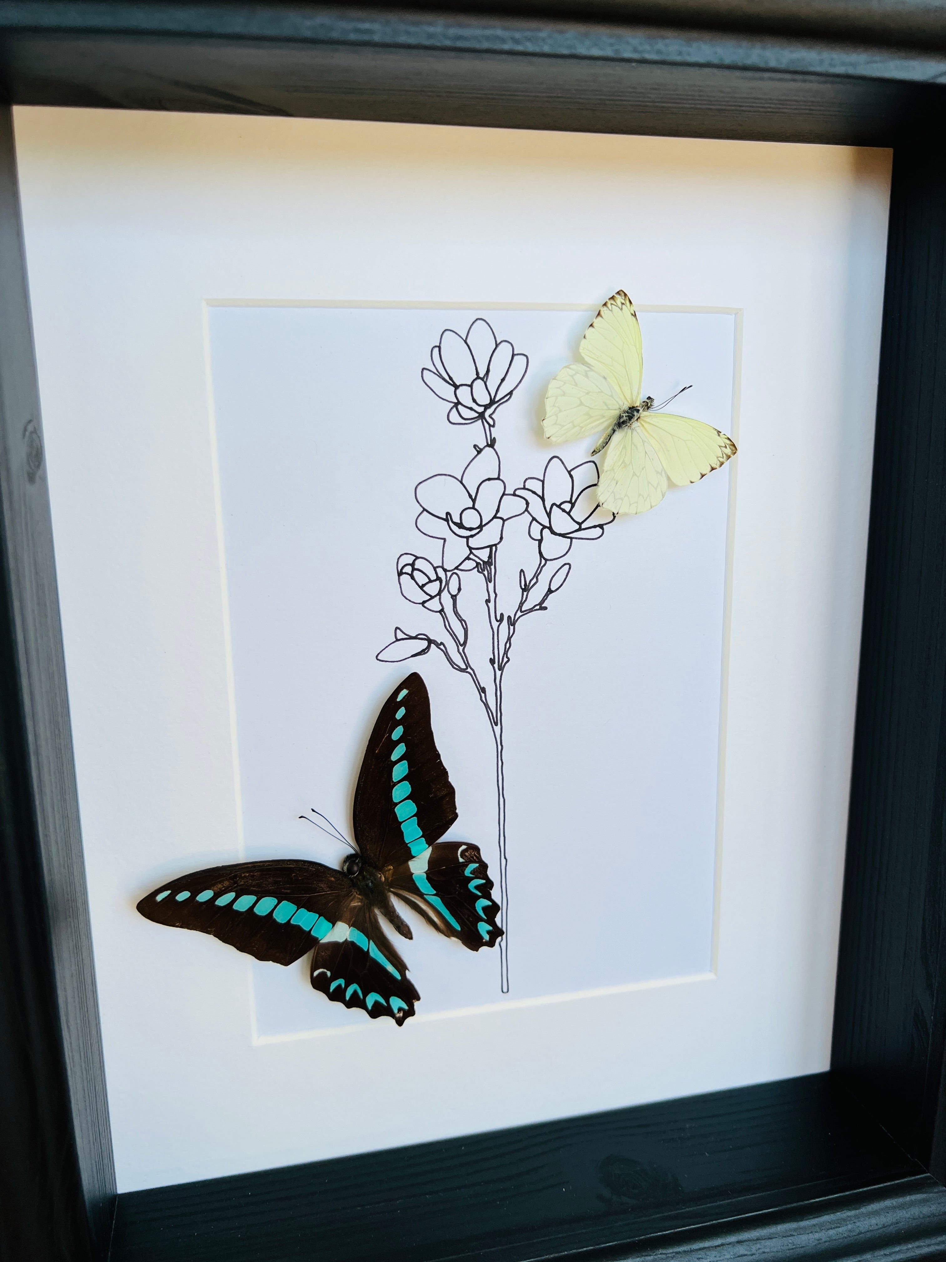 Graphium Sarpedon en Ascia met echte tekening in lijst