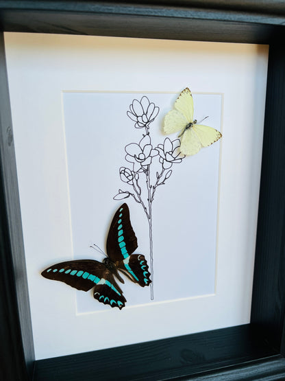 Graphium Sarpedon and Ascia with real drawing in frame