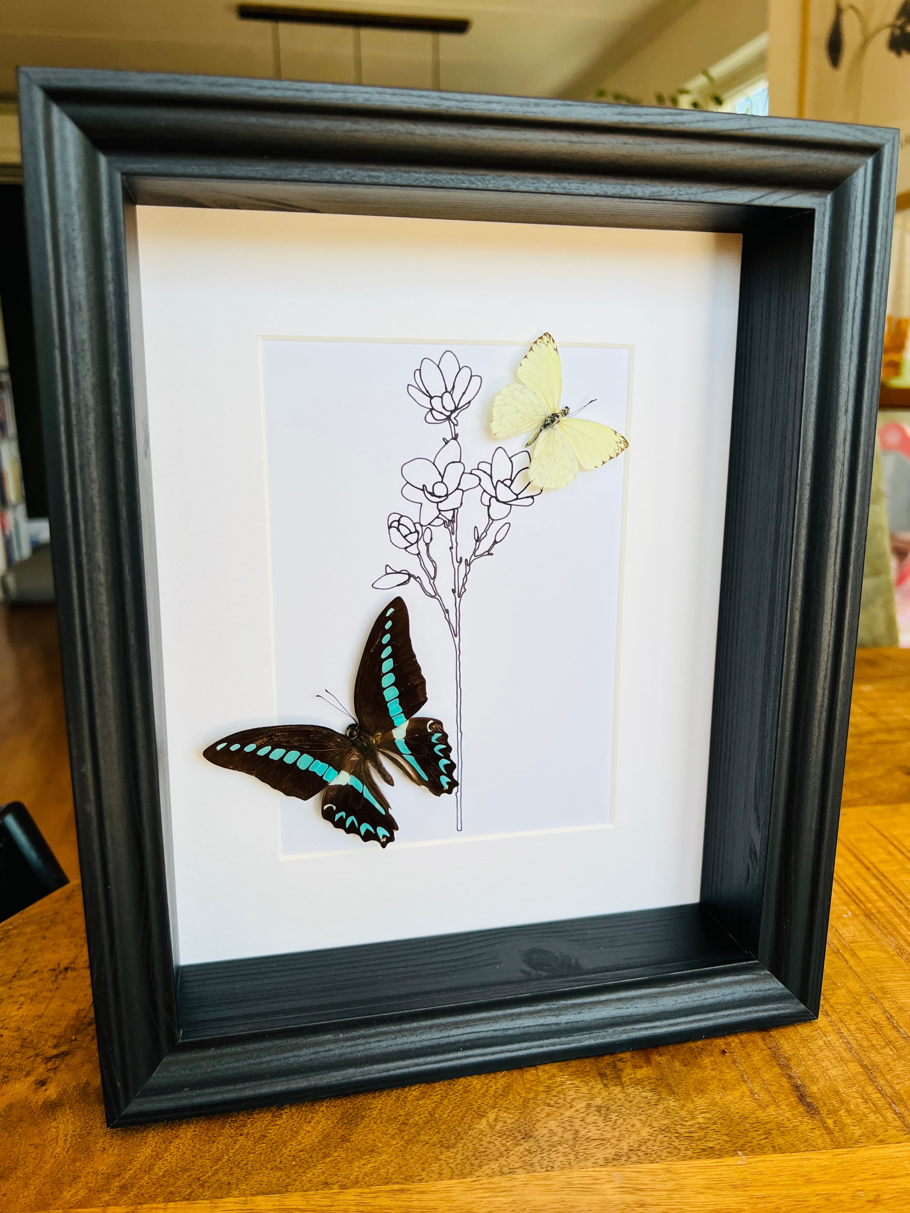Graphium Sarpedon en Ascia met echte tekening in lijst