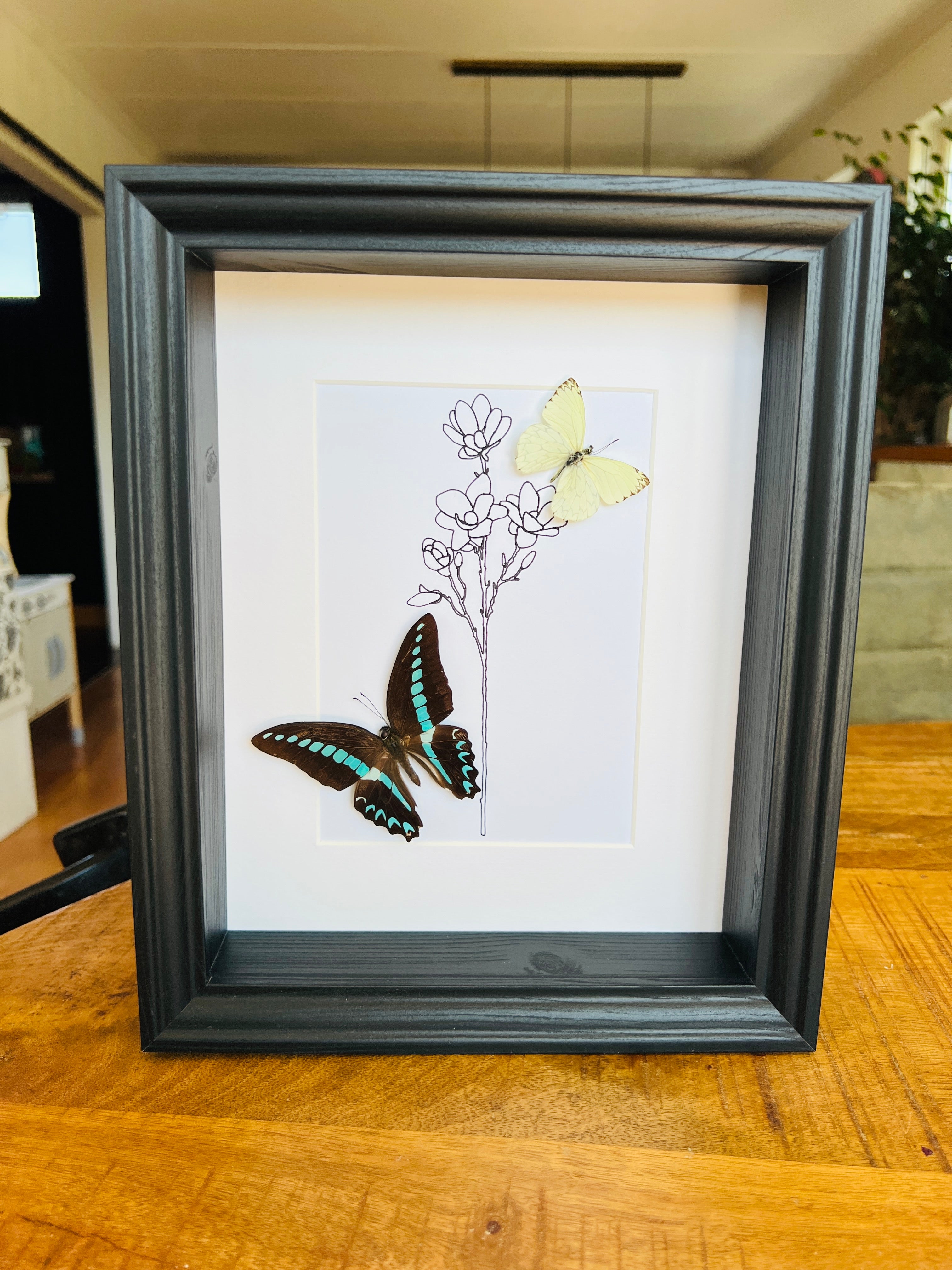 Graphium Sarpedon en Ascia met echte tekening in lijst