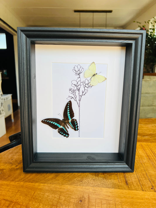 Graphium Sarpedon and Ascia with real drawing in frame