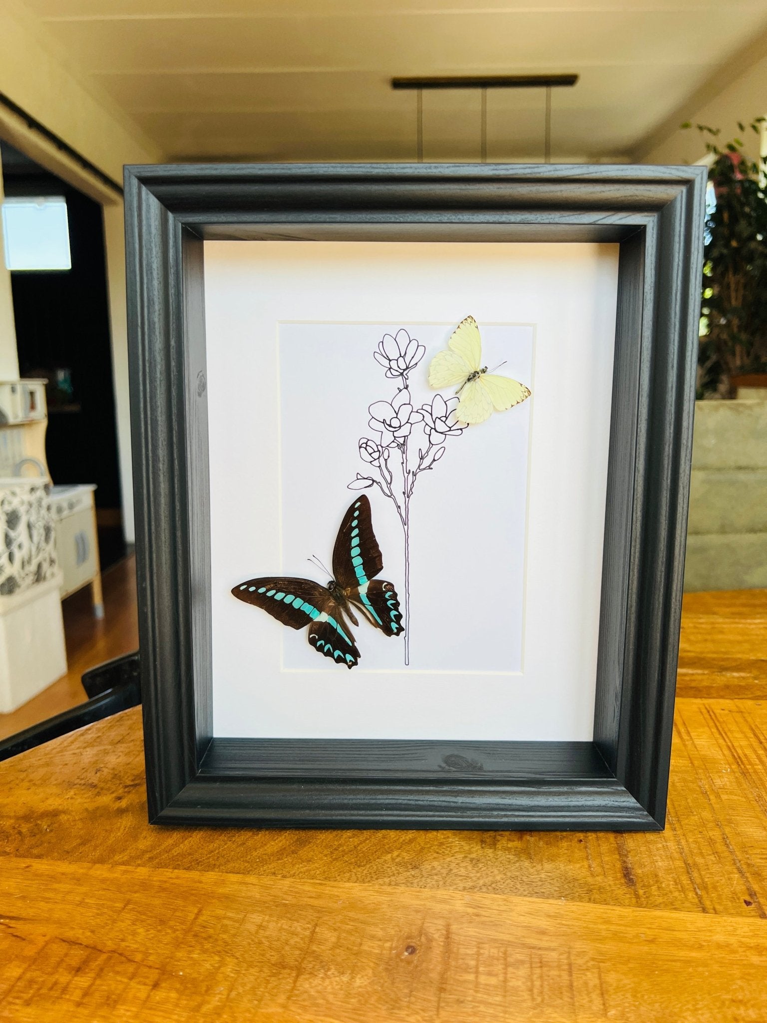 Graphium Sarpedon und Ascia mit originaler Zeichnung im Rahmen von KEY LIME STORE