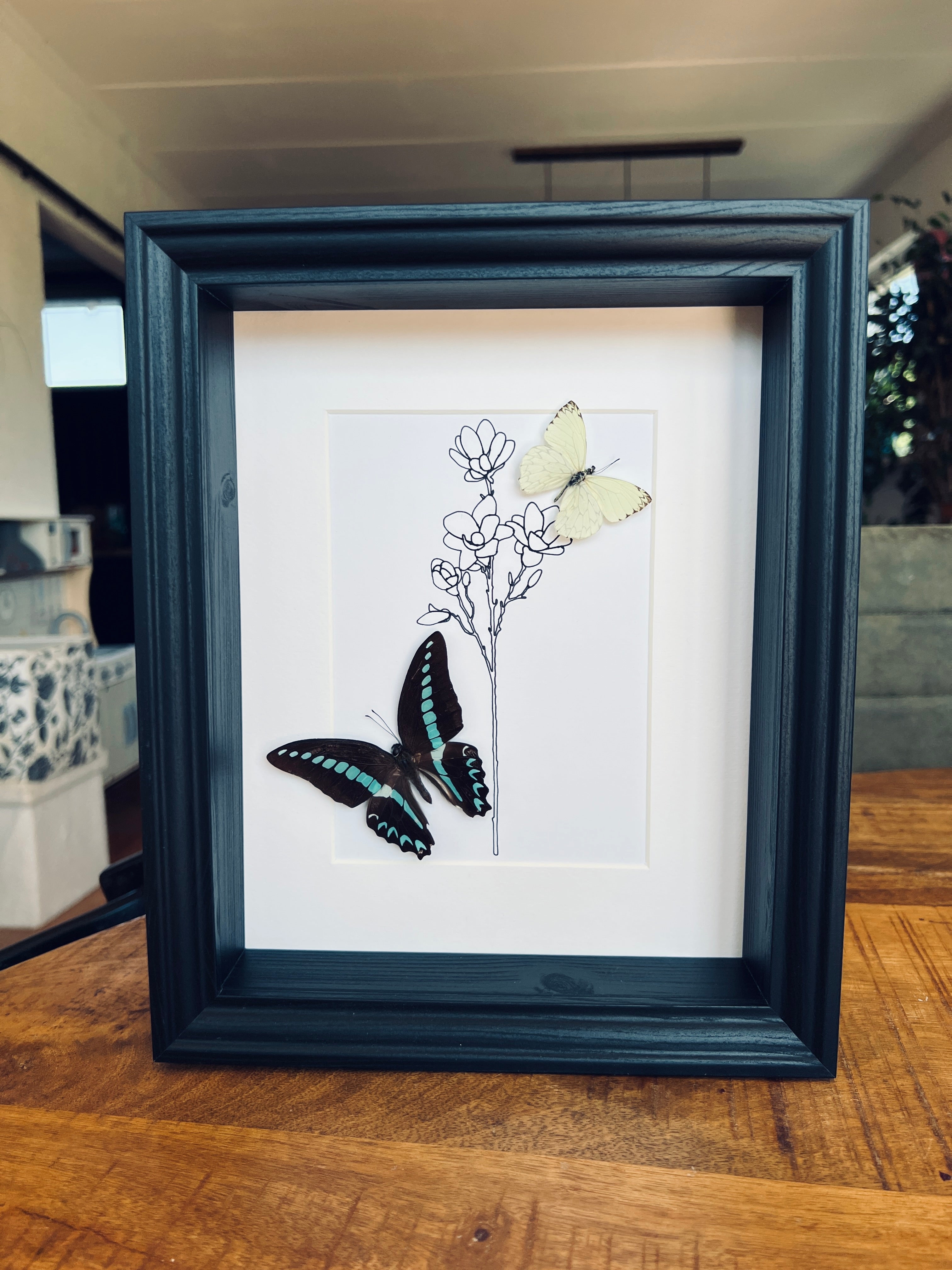 Graphium Sarpedon en Ascia met echte tekening in lijst