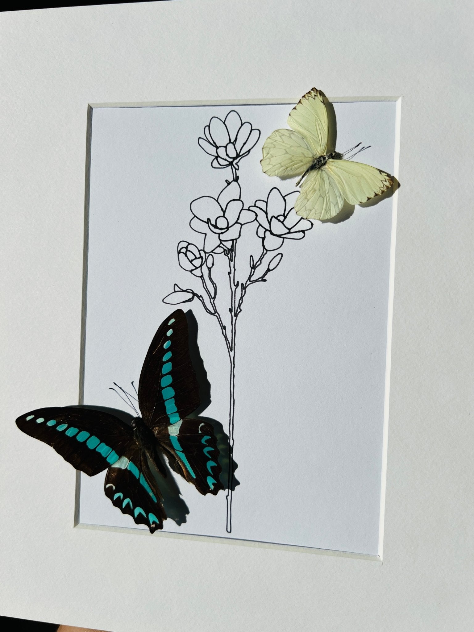 Graphium Sarpedon und Ascia mit originaler Zeichnung im Rahmen von KEY LIME STORE