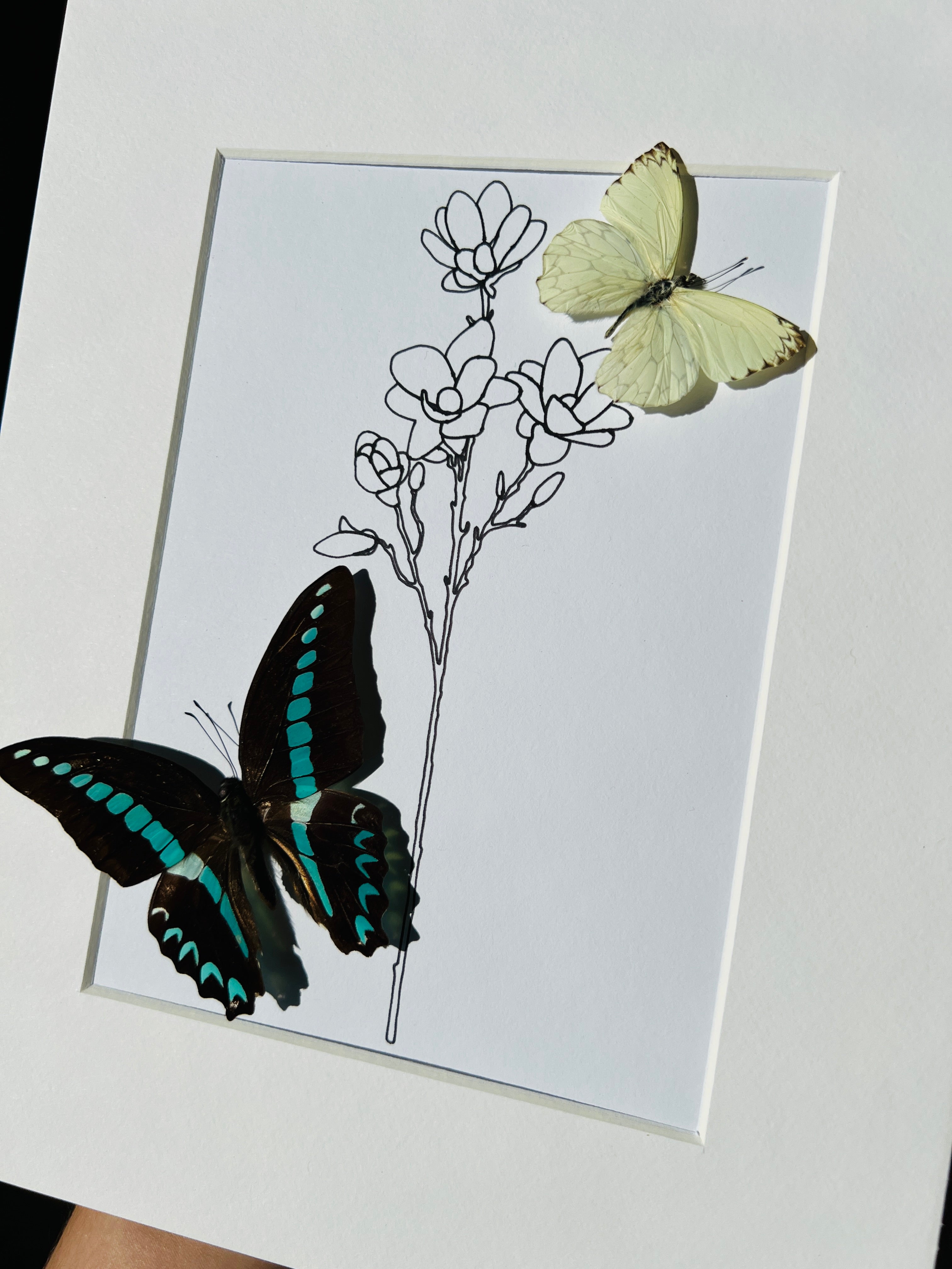Graphium Sarpedon en Ascia met echte tekening in lijst