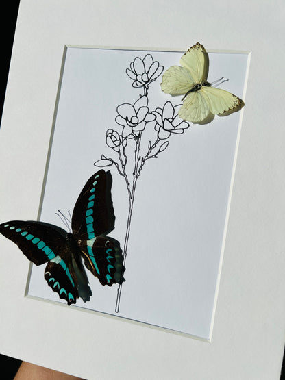 Graphium Sarpedon and Ascia with real drawing in frame