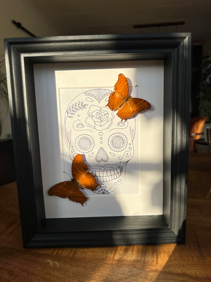 Vindula Erota with real drawing in frame