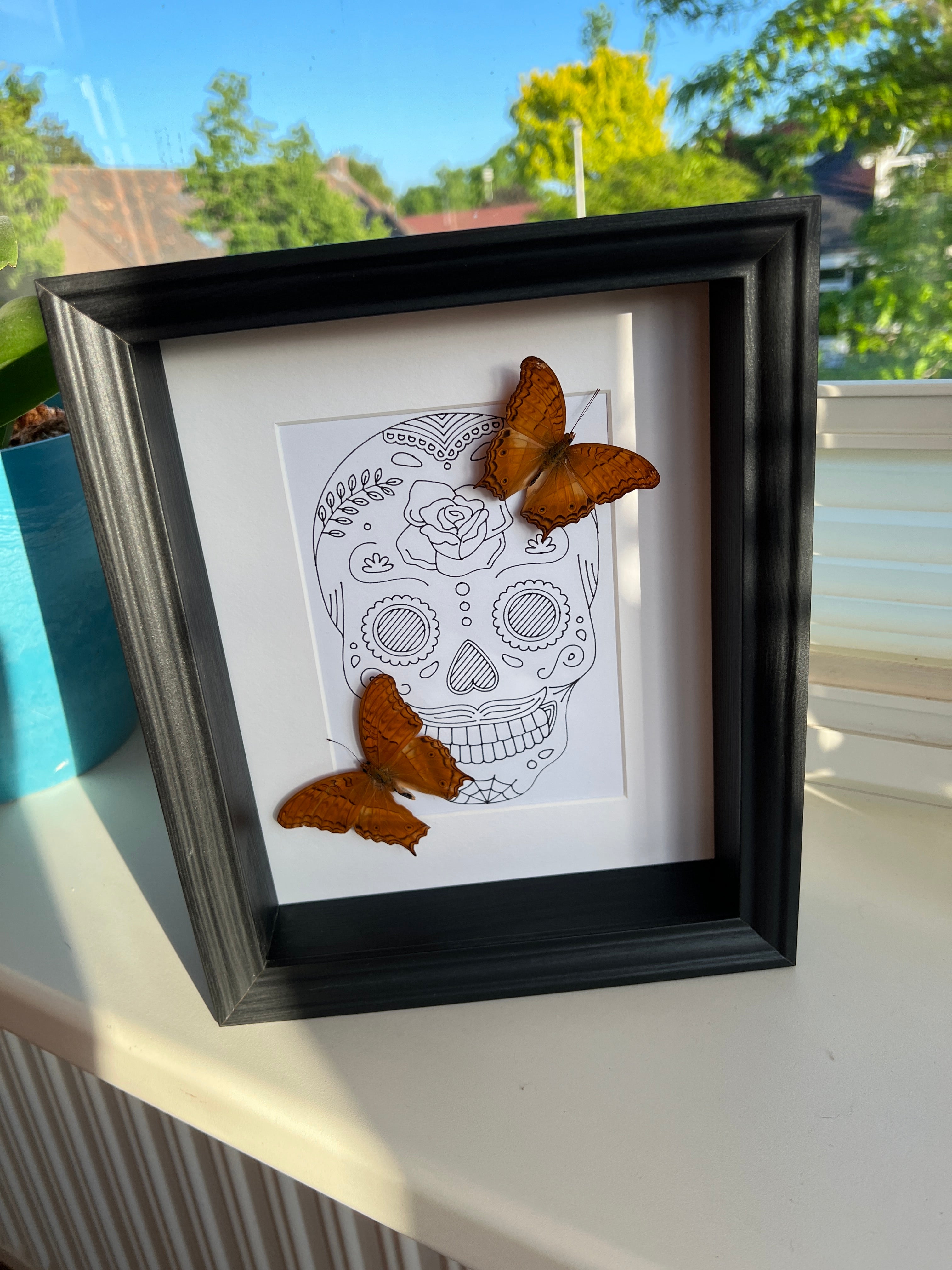 Vindula Erota met echte tekening in lijst