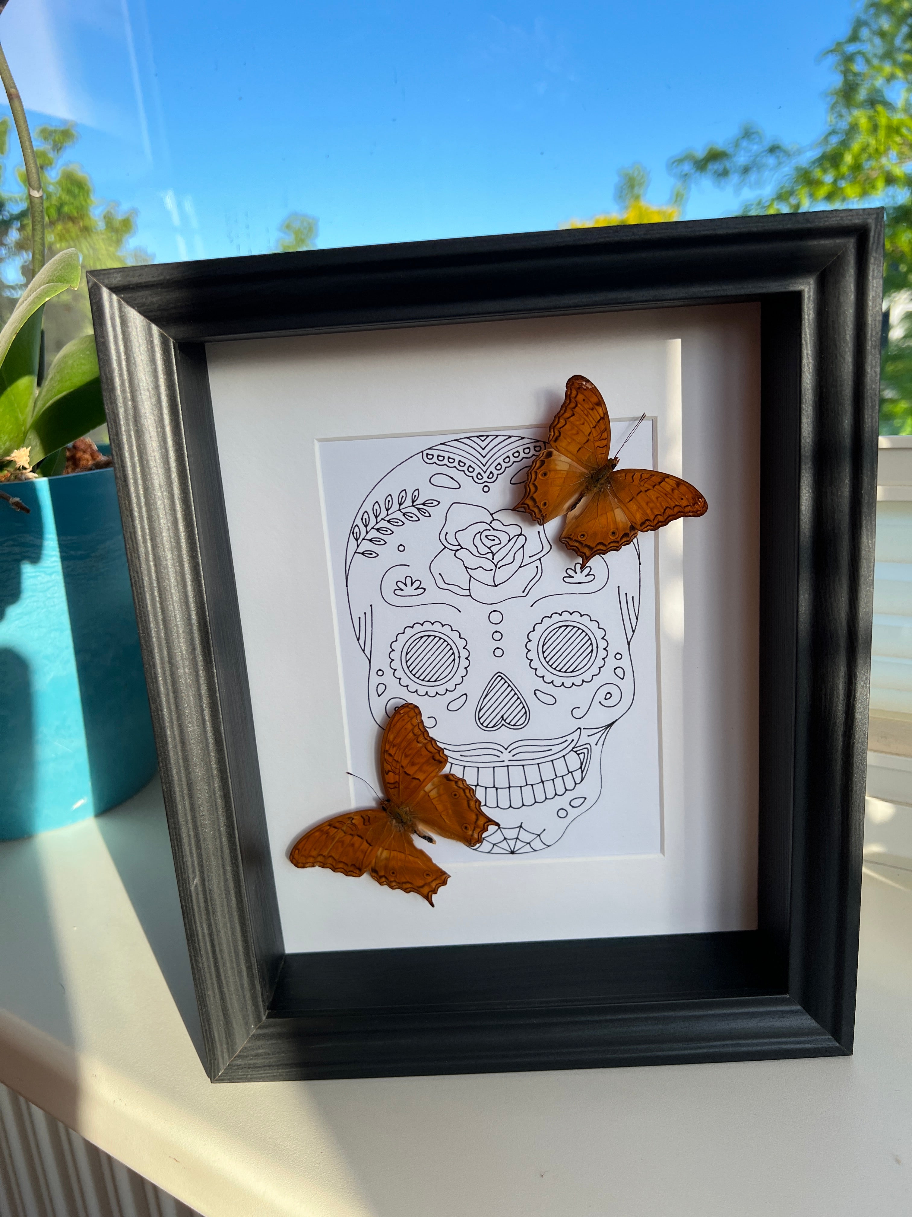 Vindula Erota met echte tekening in lijst