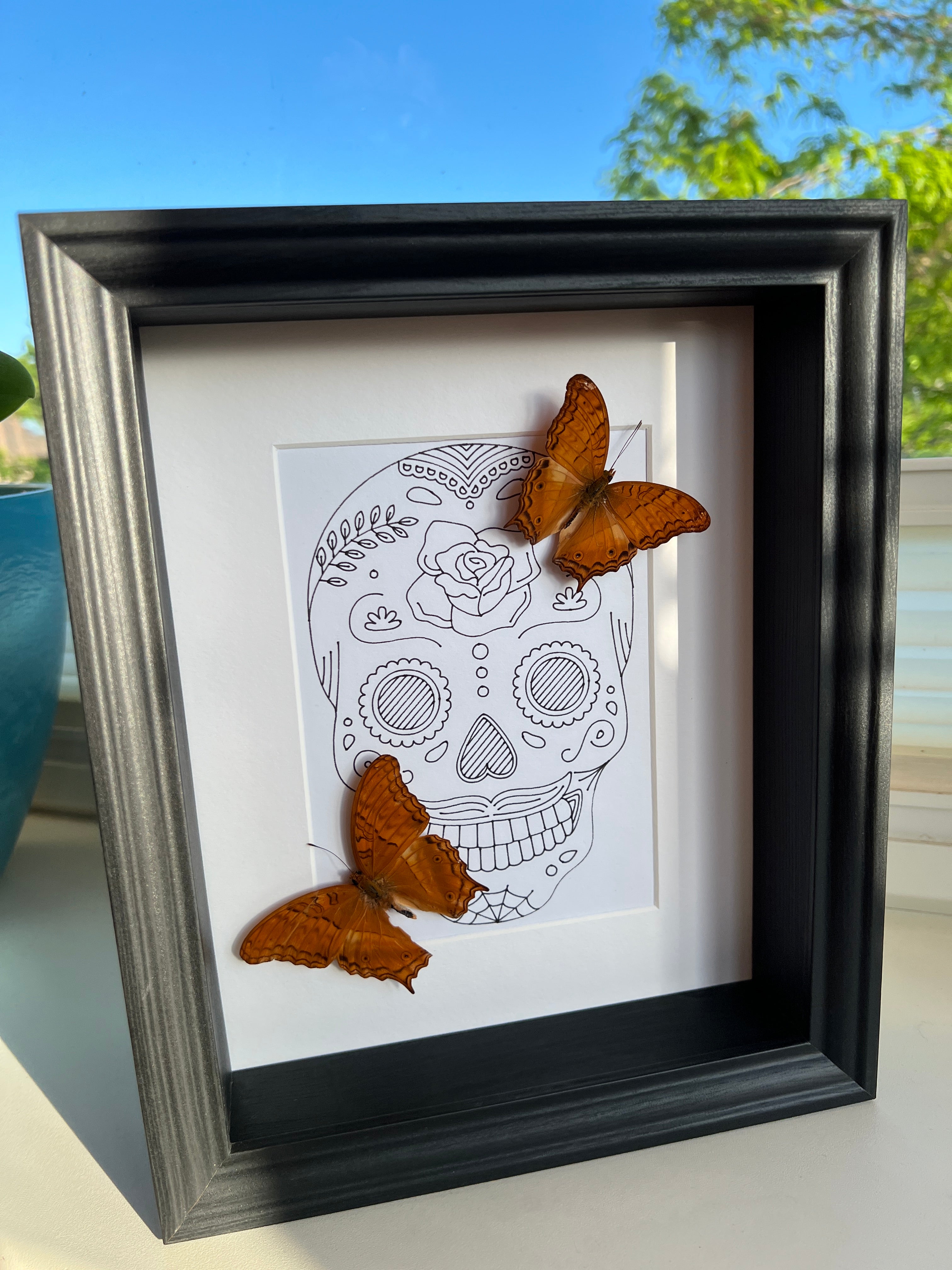 Vindula Erota with real drawing in frame