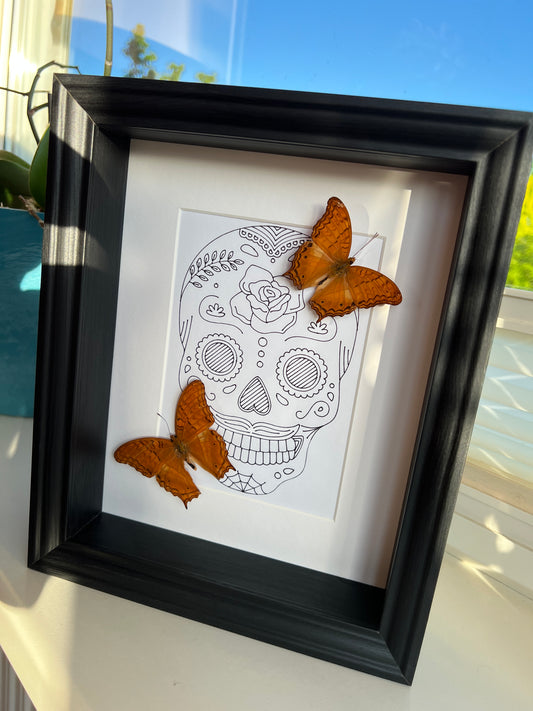 Vindula Erota with real drawing in frame