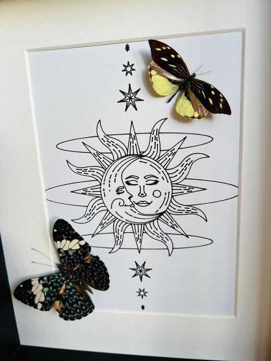 Hamadryas and Lieinix Nemesis with real drawing in frame