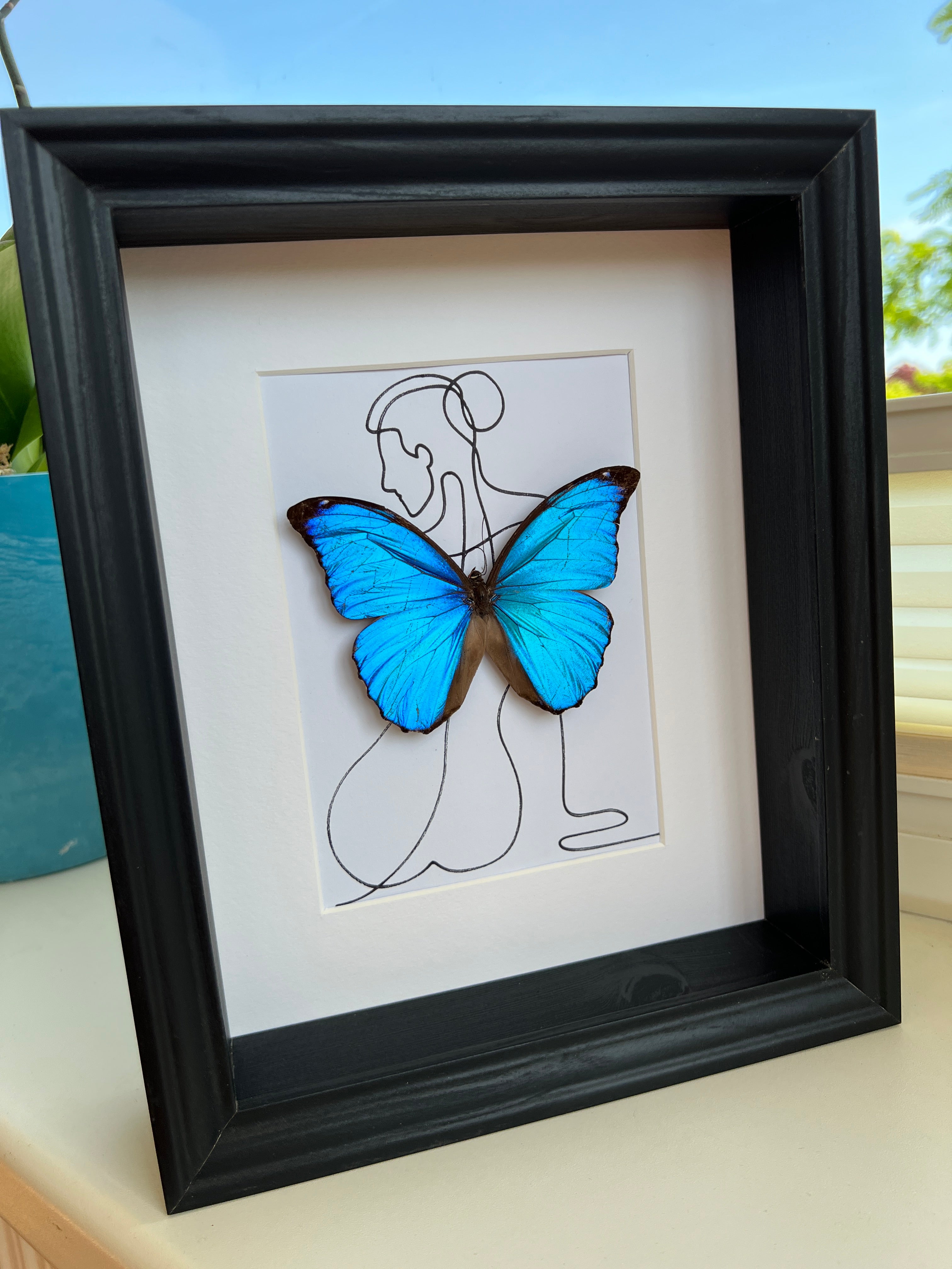 Morpho Menelaus met echte tekening in lijst