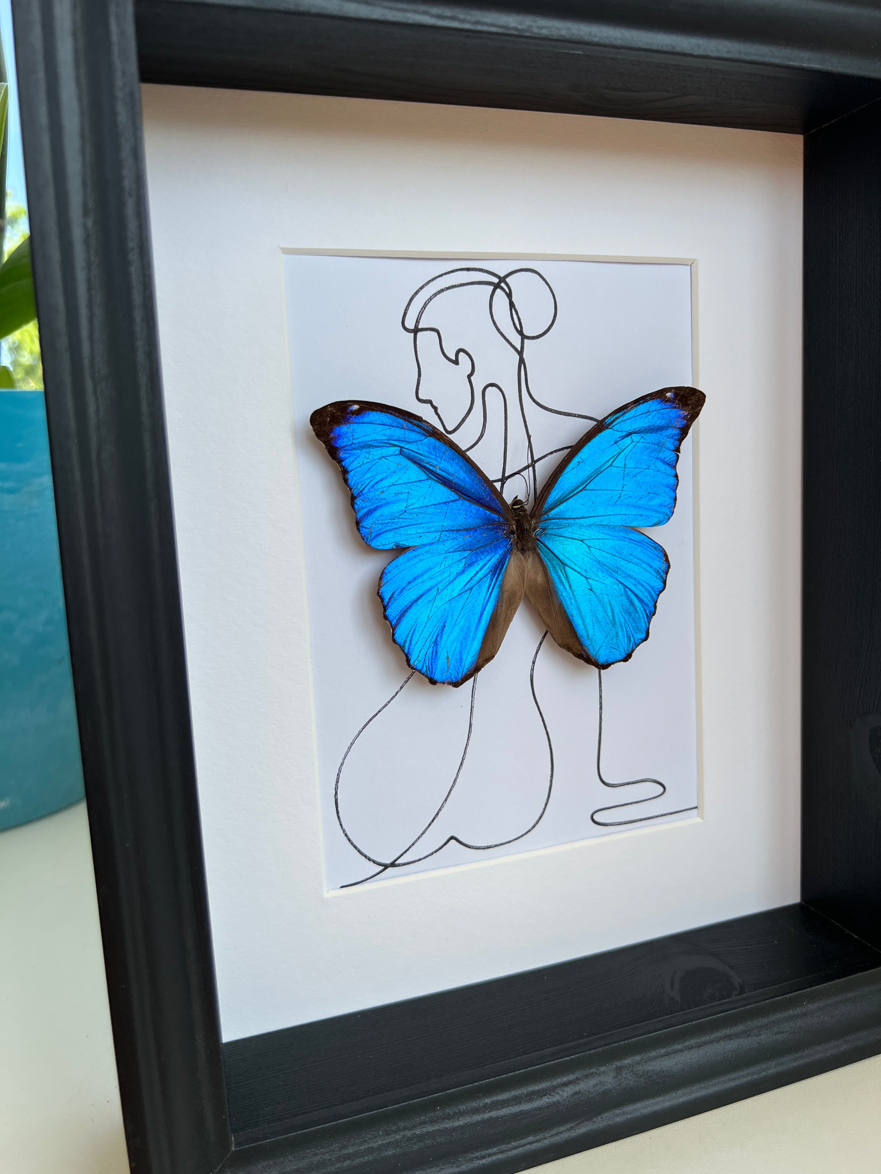 Morpho Menelaus met echte tekening in lijst