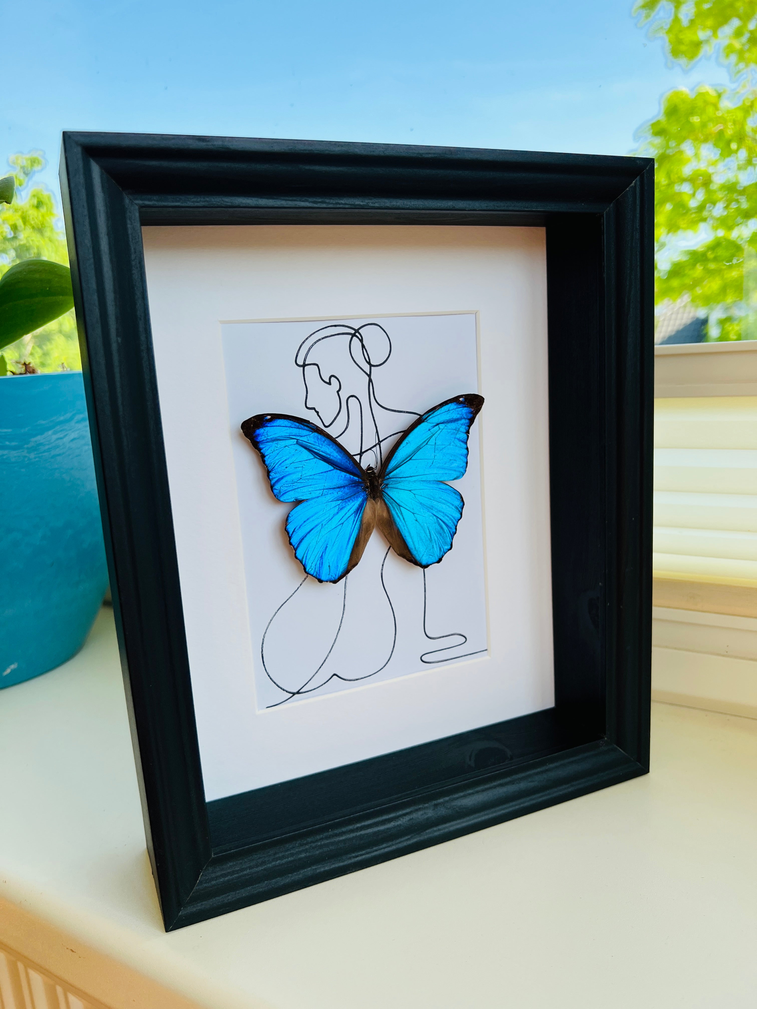 Morpho Menelaus met echte tekening in lijst