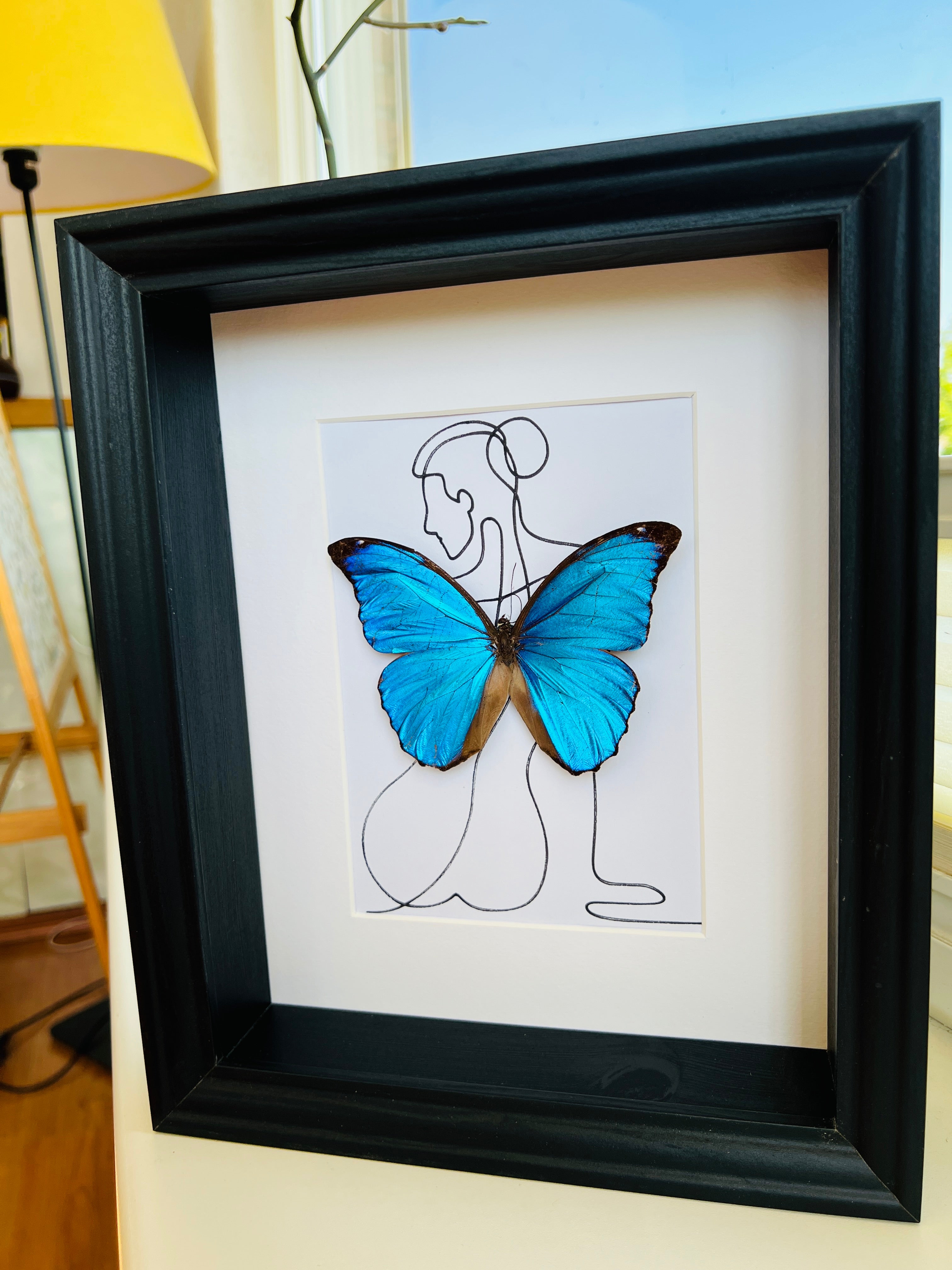 Morpho Menelaus met echte tekening in lijst