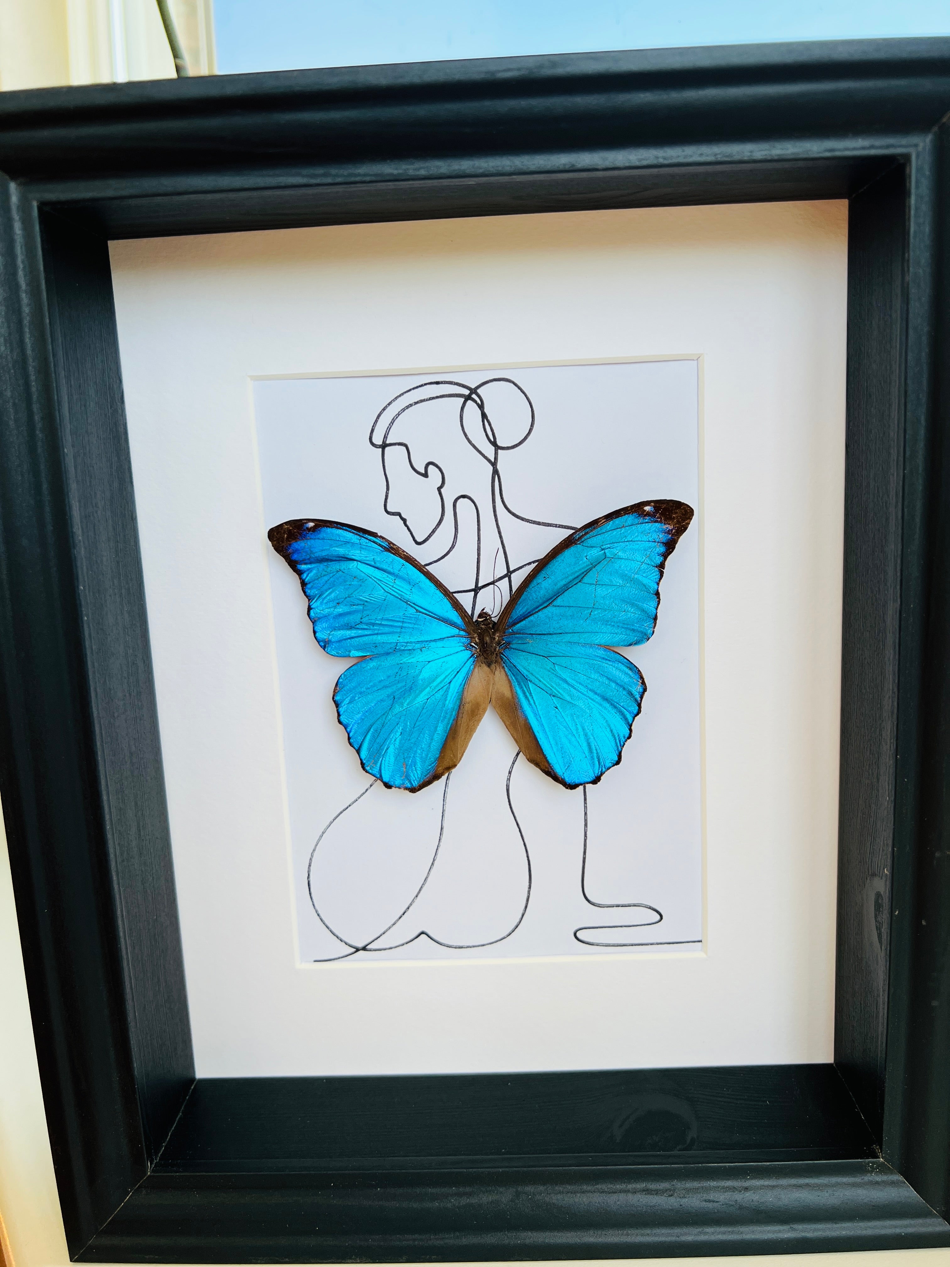 Morpho Menelaus met echte tekening in lijst