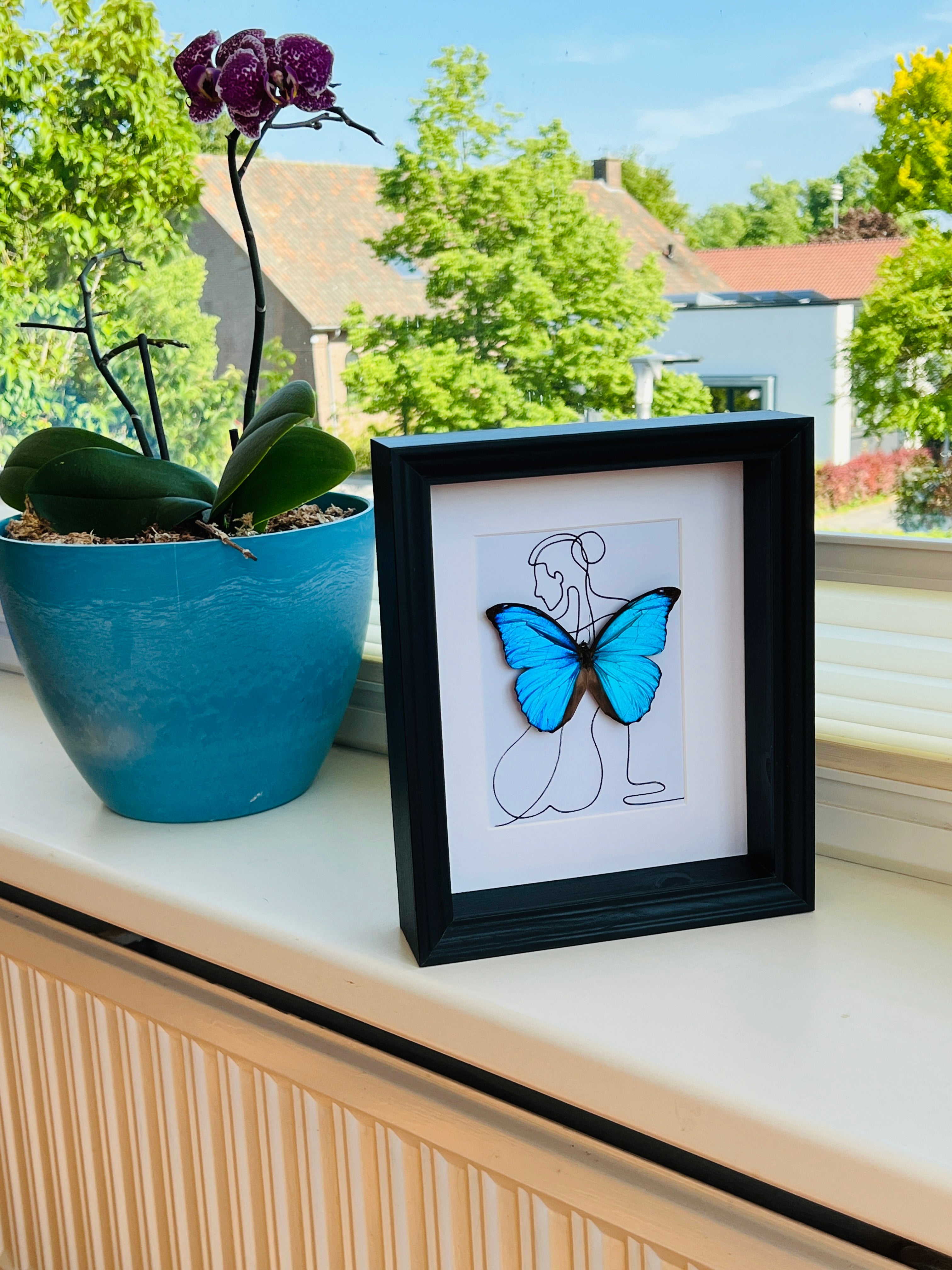 Morpho Menelaus met echte tekening in lijst