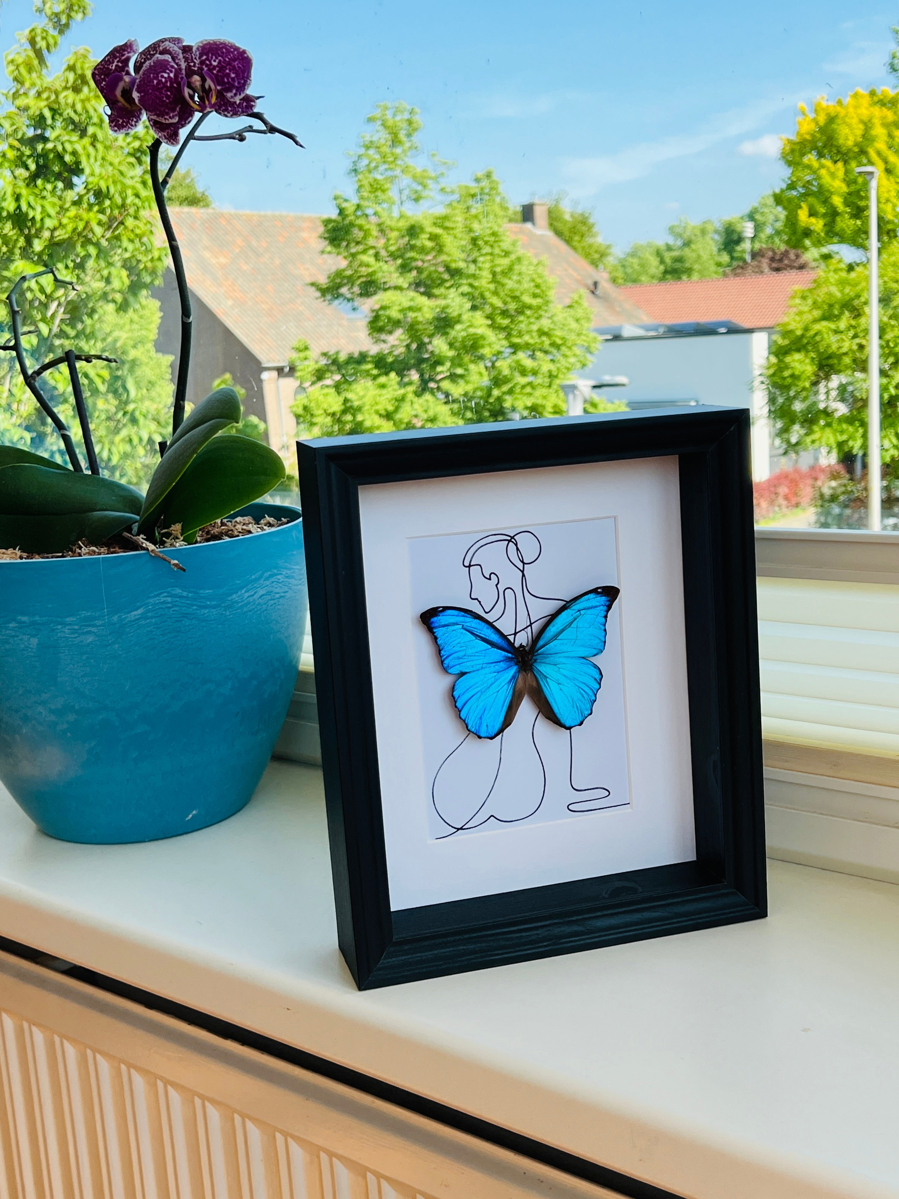 Morpho Menelaus met echte tekening in lijst