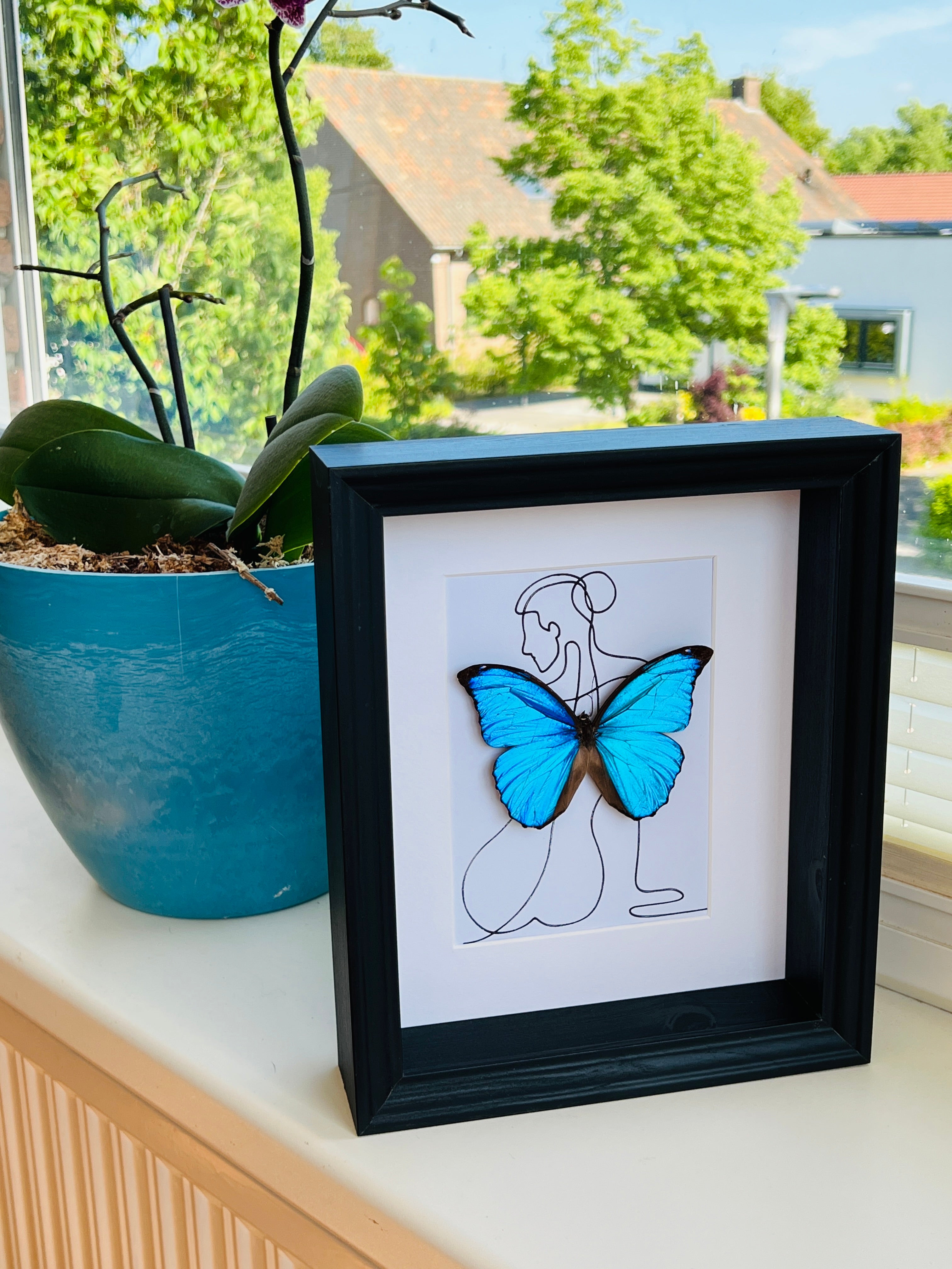 Morpho Menelaus met echte tekening in lijst