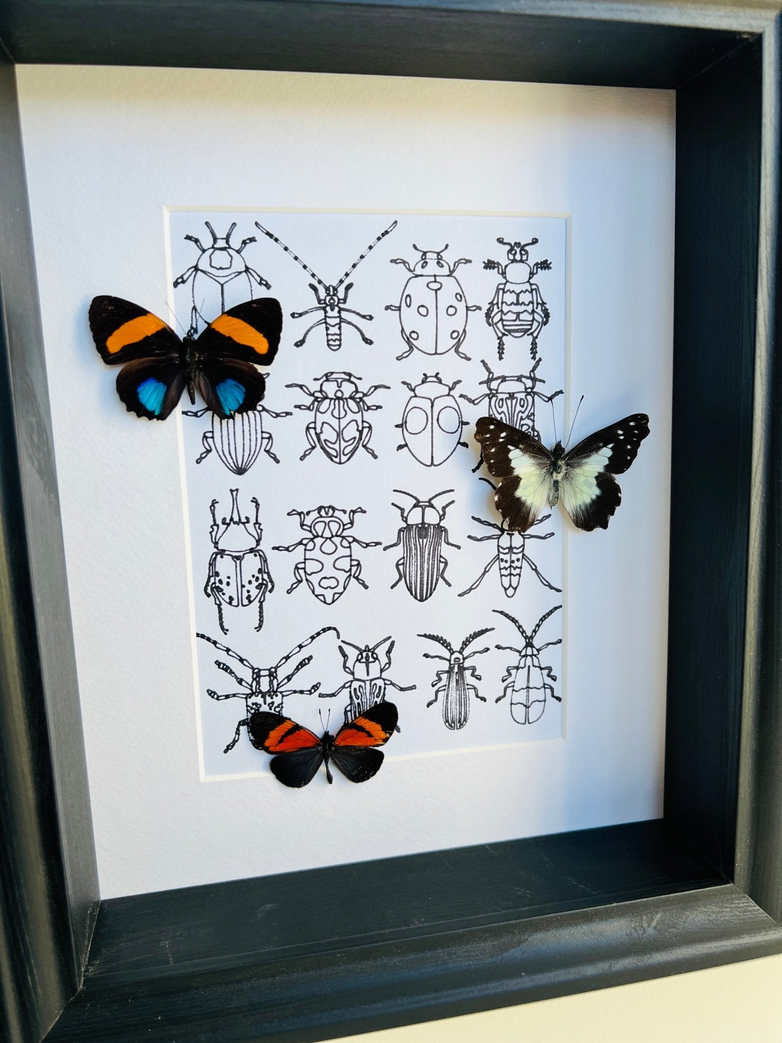 Callicore, Leodonta en Altinote met echte tekening in lijst by KEY LIME STORE