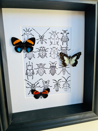 Callicore, Leodonta and Altinote with real drawing in frame