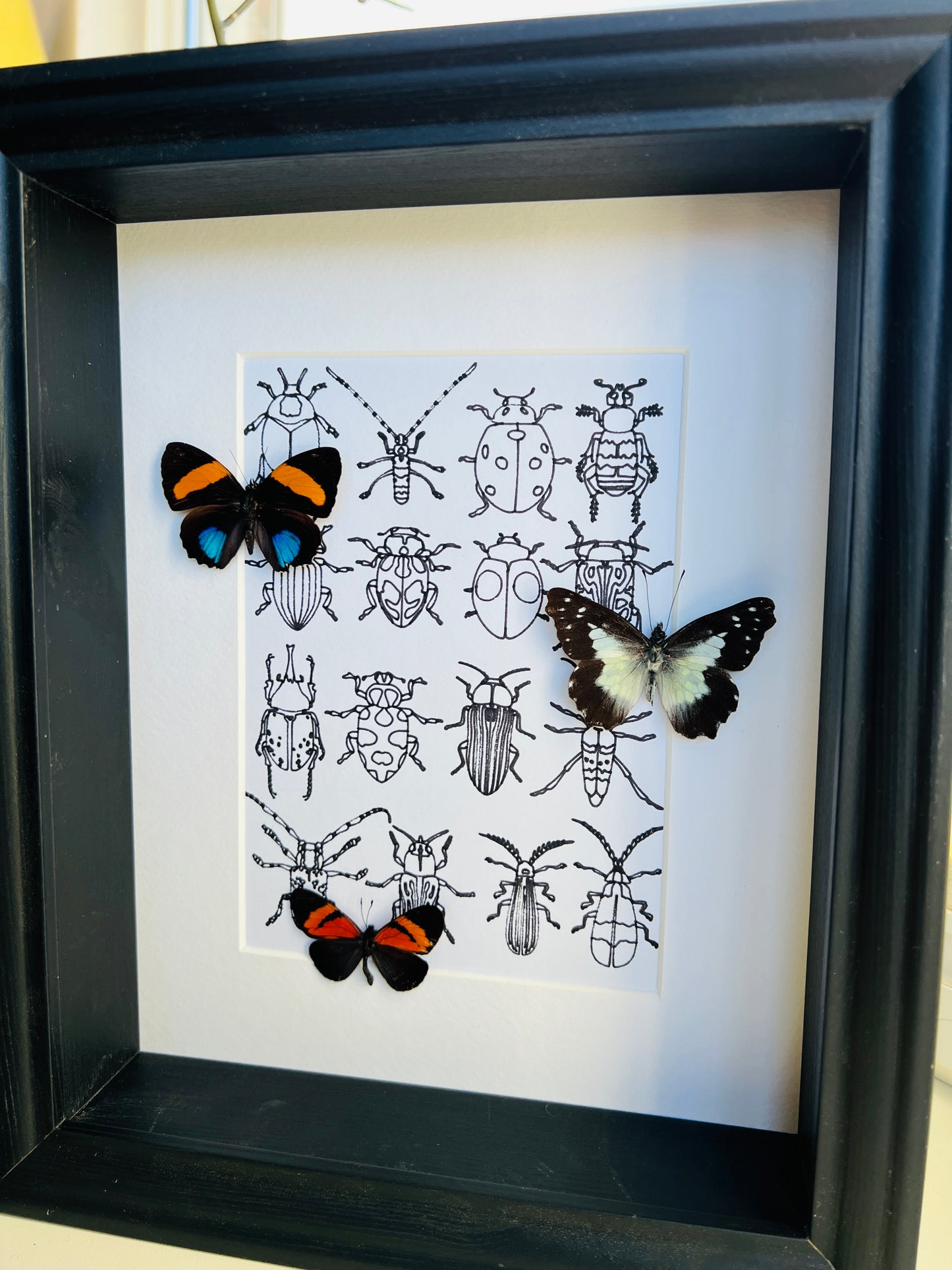 Callicore, Leodonta and Altinote with real drawing in frame