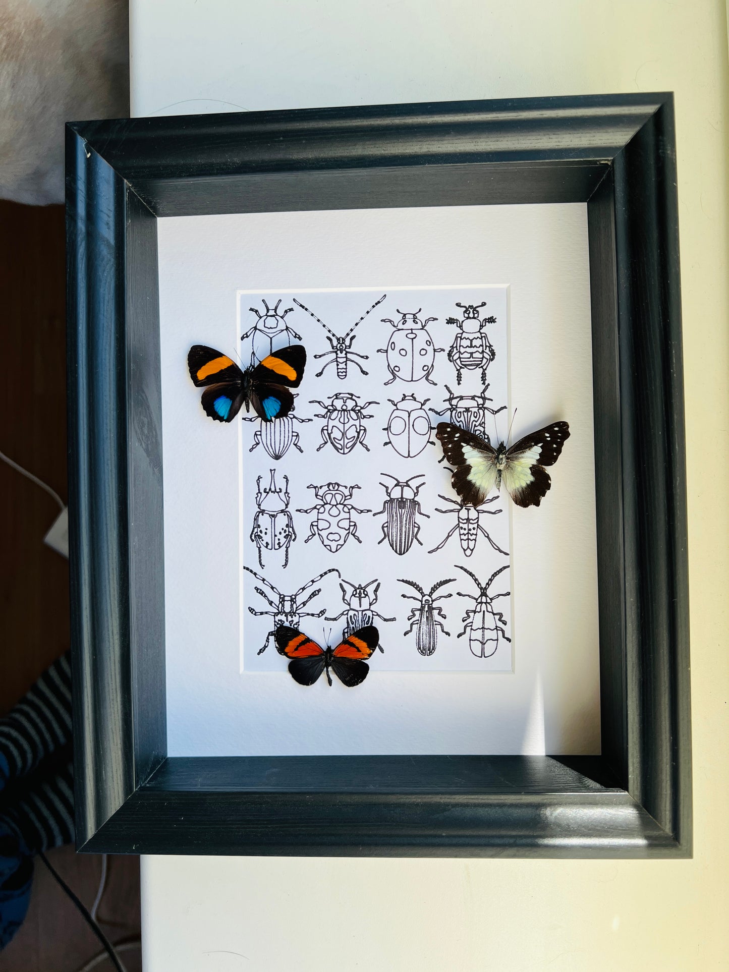 Callicore, Leodonta and Altinote with real drawing in frame