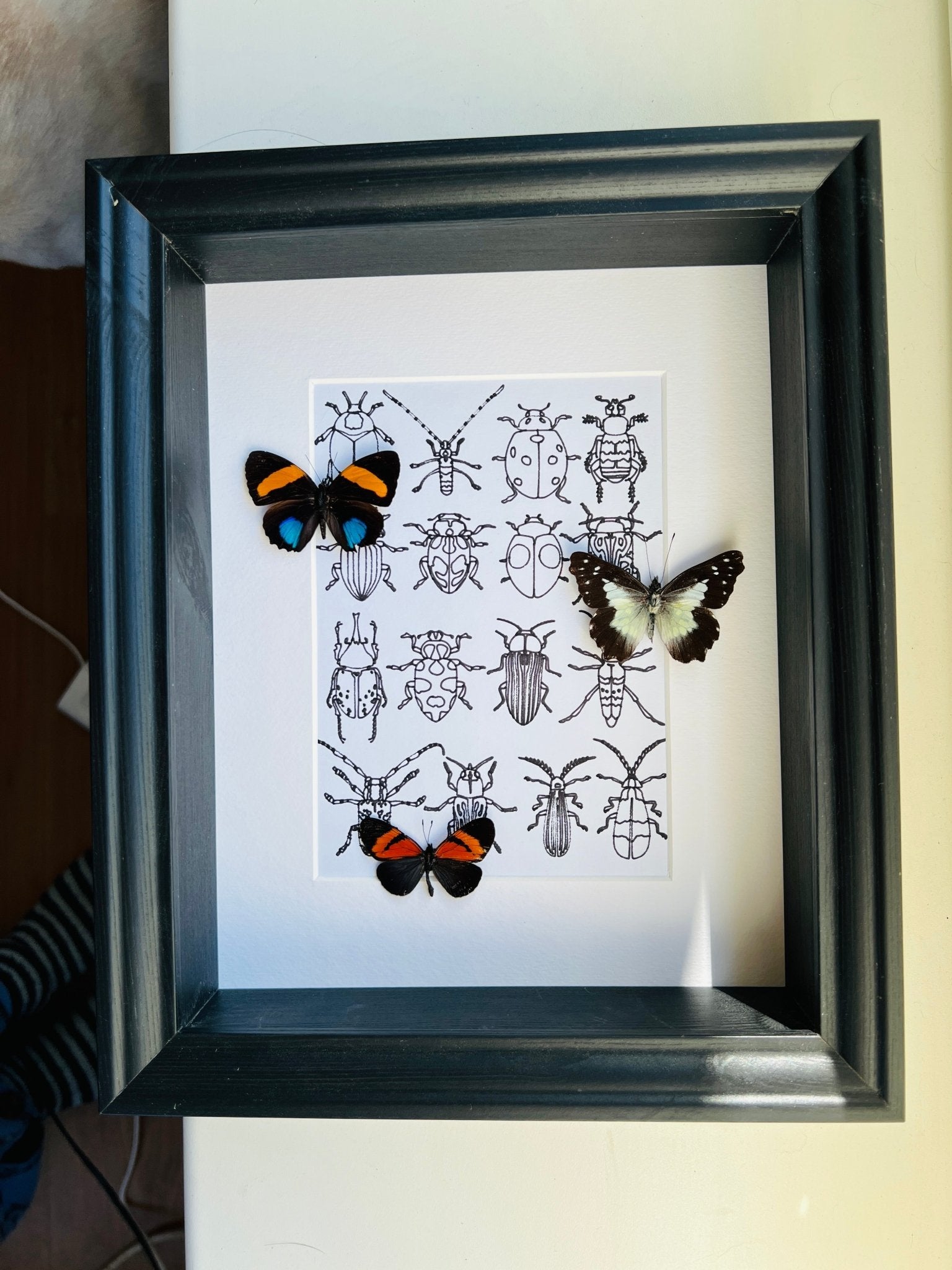 Callicore, Leodonta en Altinote met echte tekening in lijst by KEY LIME STORE