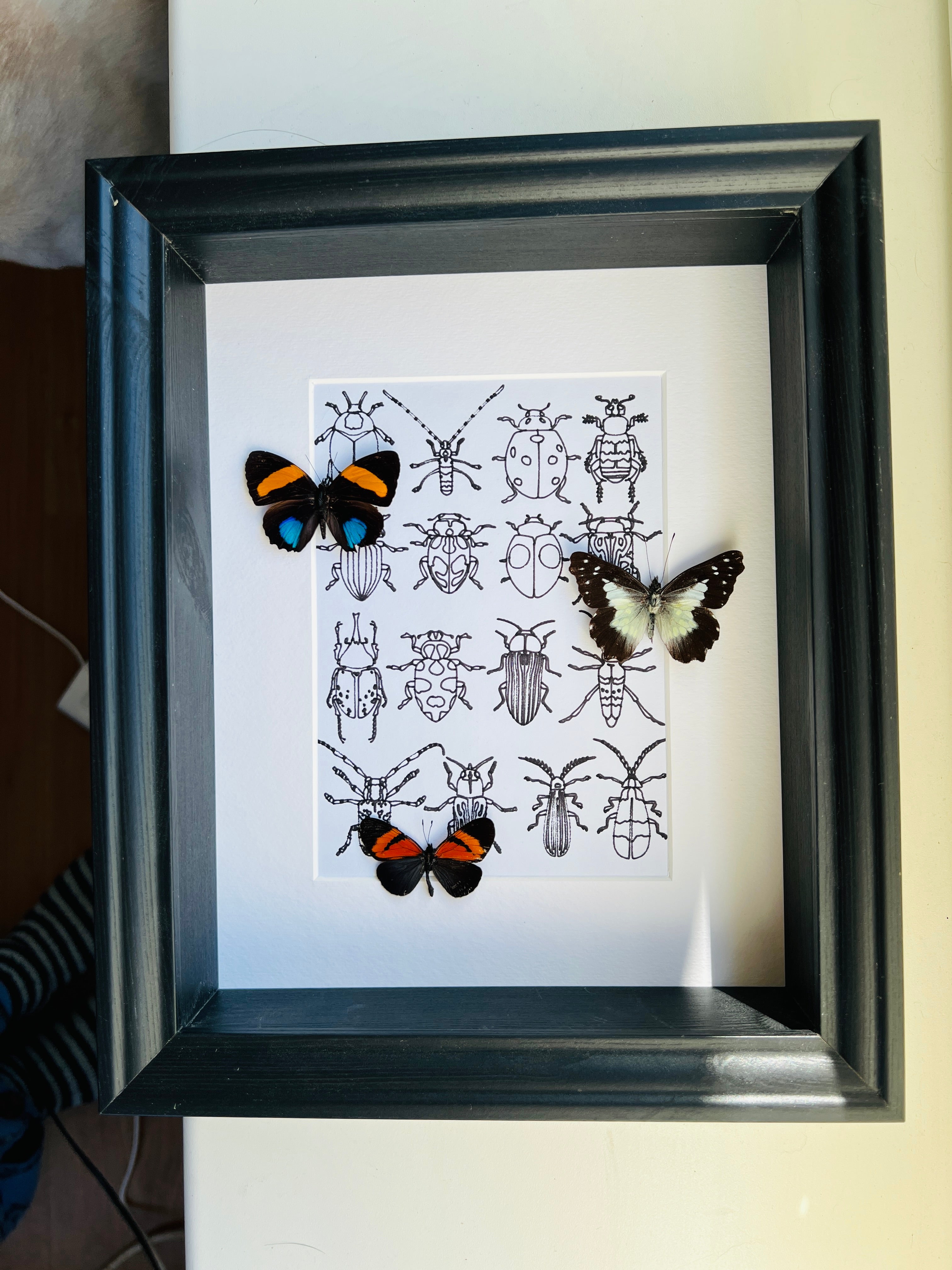 Callicore, Leodonta en Altinote met echte tekening in lijst