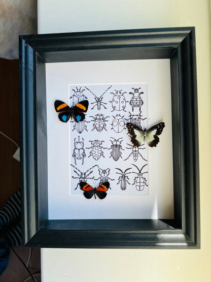 Callicore, Leodonta and Altinote with real drawing in frame