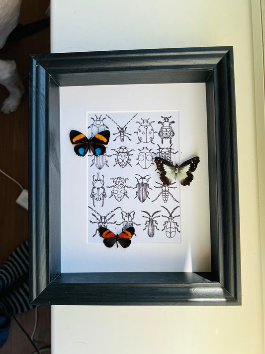 Callicore, Leodonta and Altinote with real drawing in frame